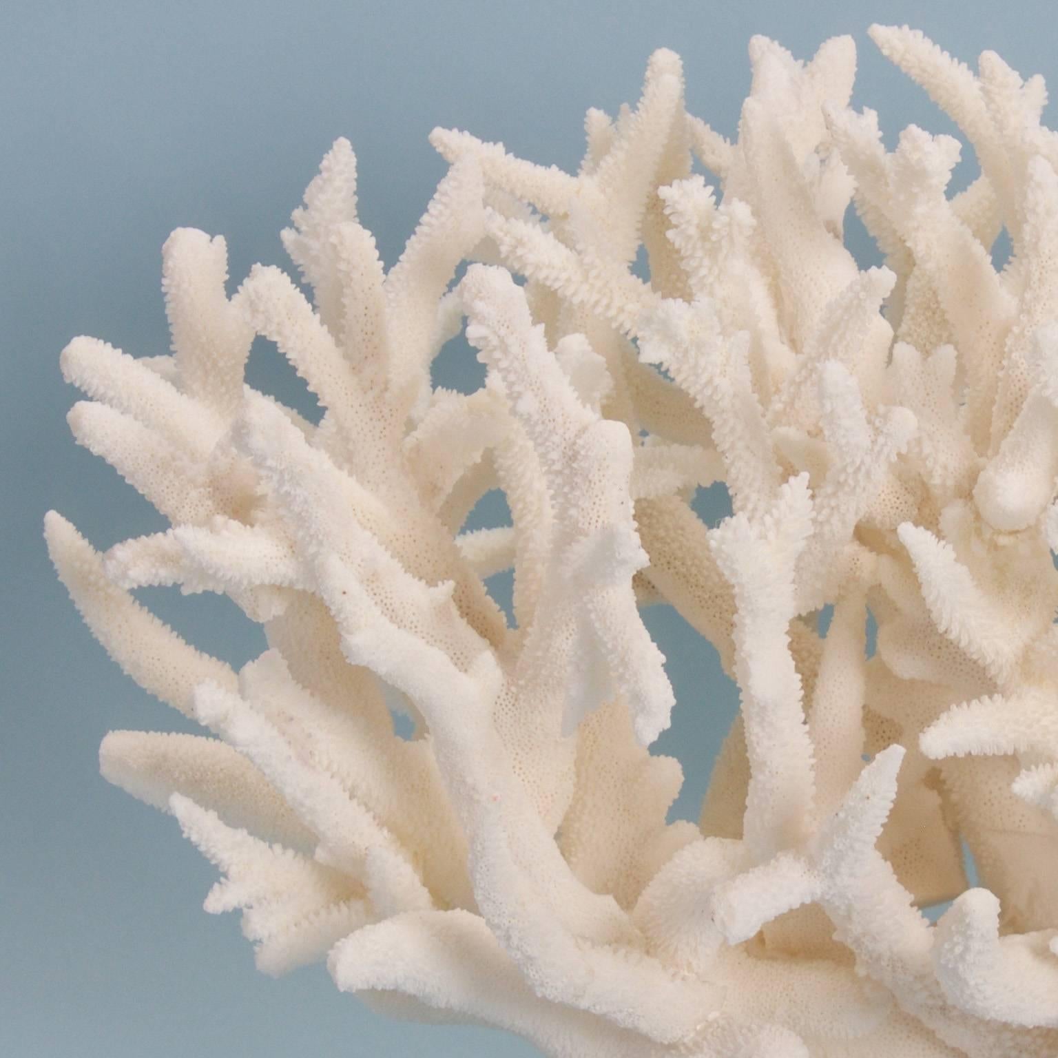 real coral sculpture