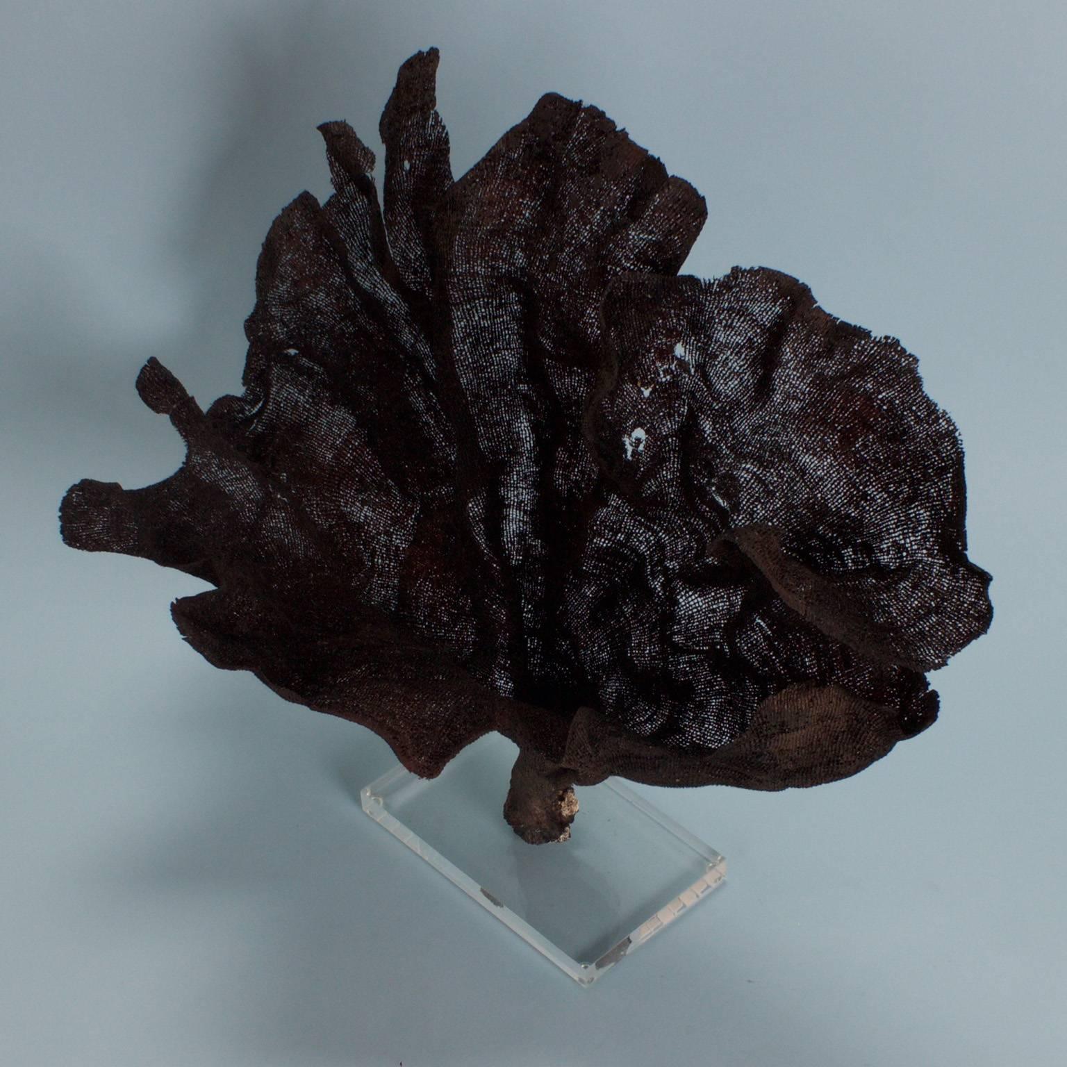 Organic Modern Intriguing Black Fishnet Sponge on Lucite