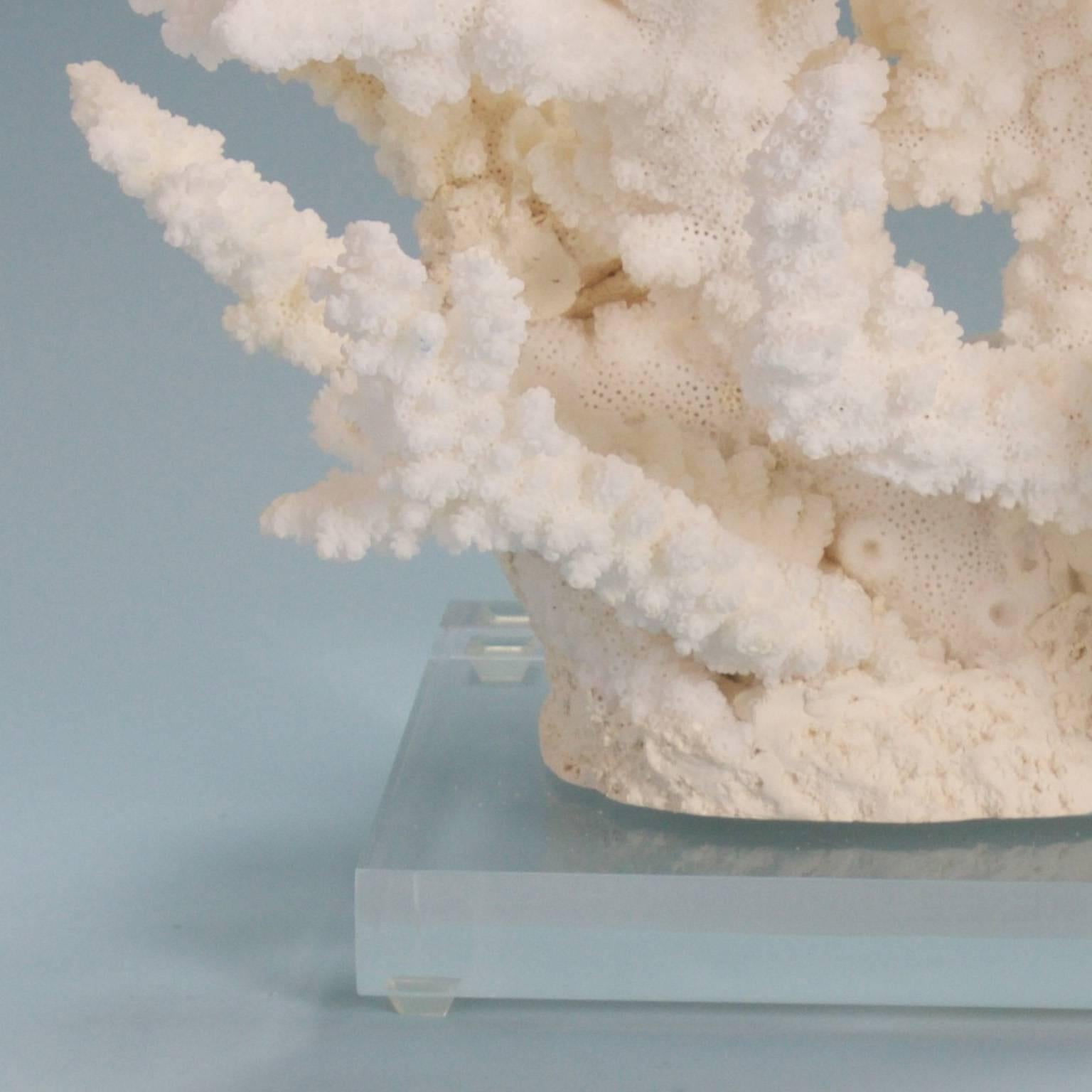 Chic Branch Coral Sculpture on Lucite In Excellent Condition In Palm Beach, FL