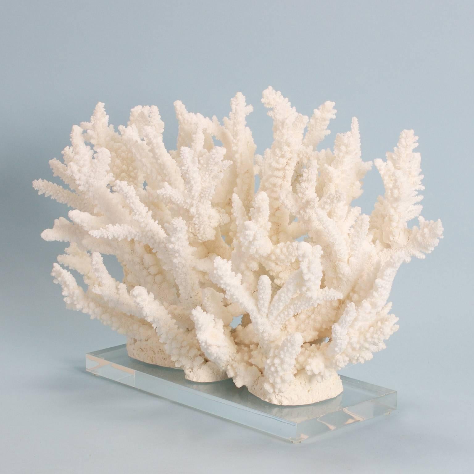 Stunning branch coral assemblage designed and executed by F S Henemader with authentic farm raised coral specimens and presented on a Lucite stand. Perfect for island, coastal or any style of living that appreciates natural beauty. Base: 15 x 6.5.