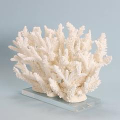 Chic Branch Coral Sculpture on Lucite