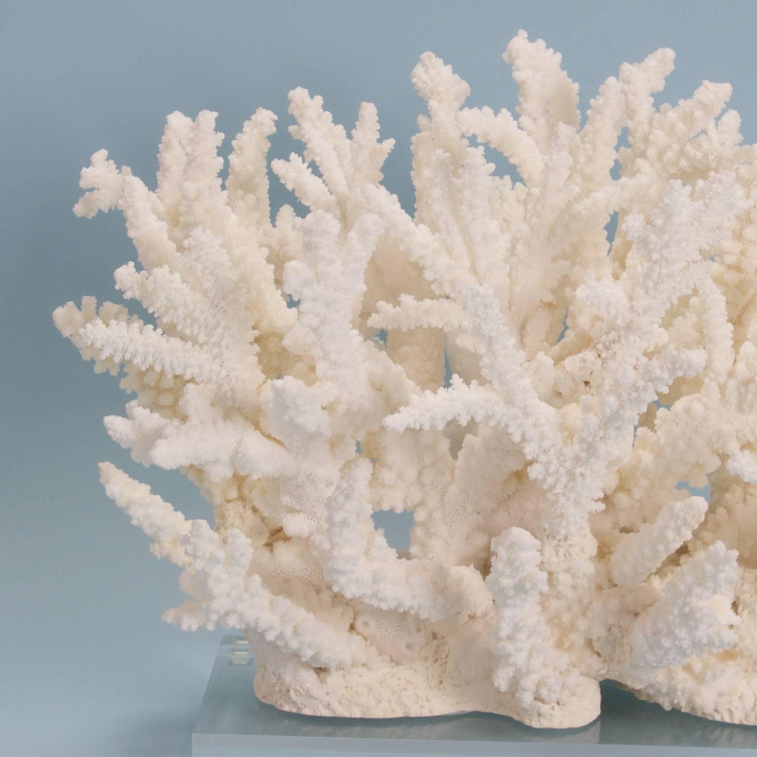 branch coral for sale