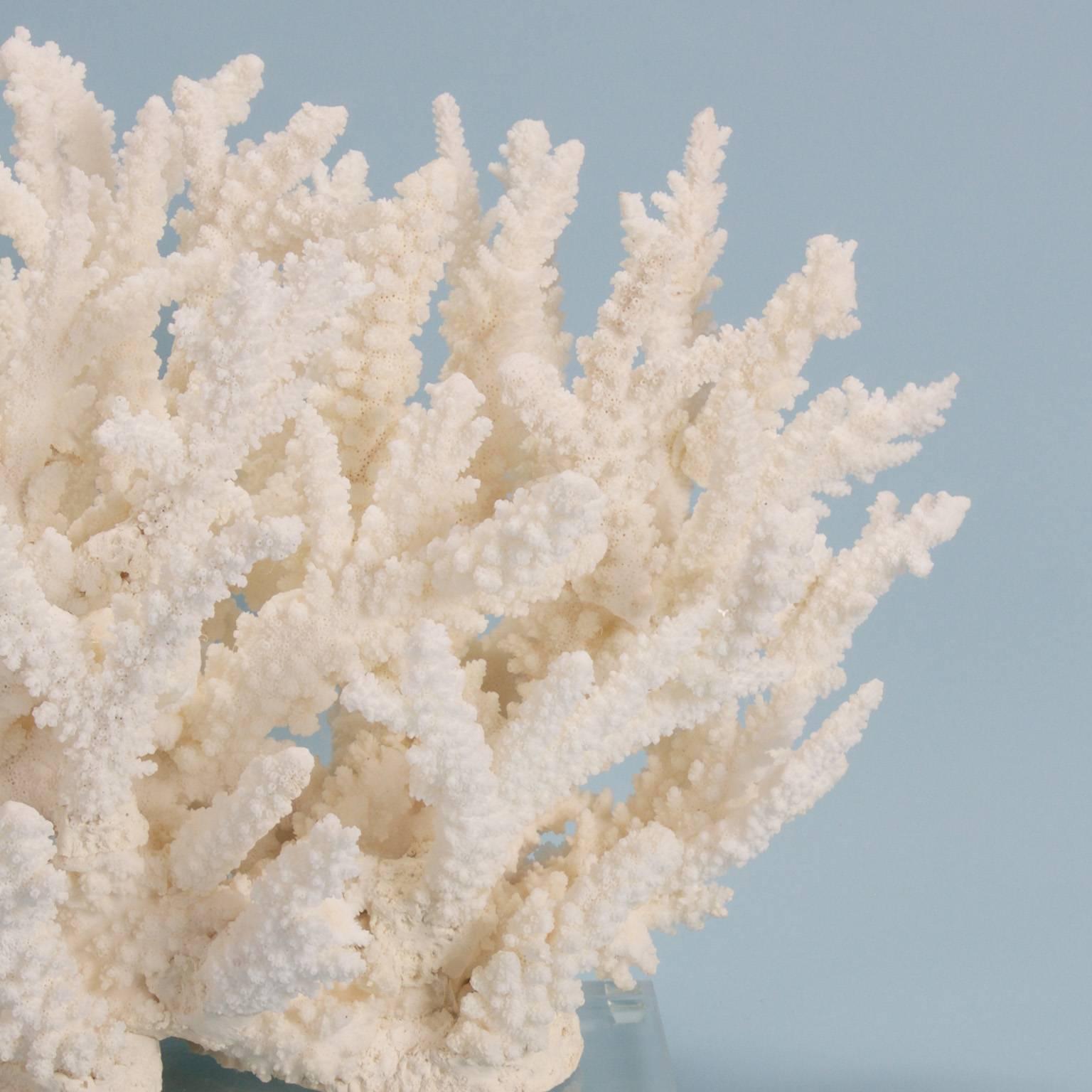 Organic Modern Chic Branch Coral Sculpture on Lucite
