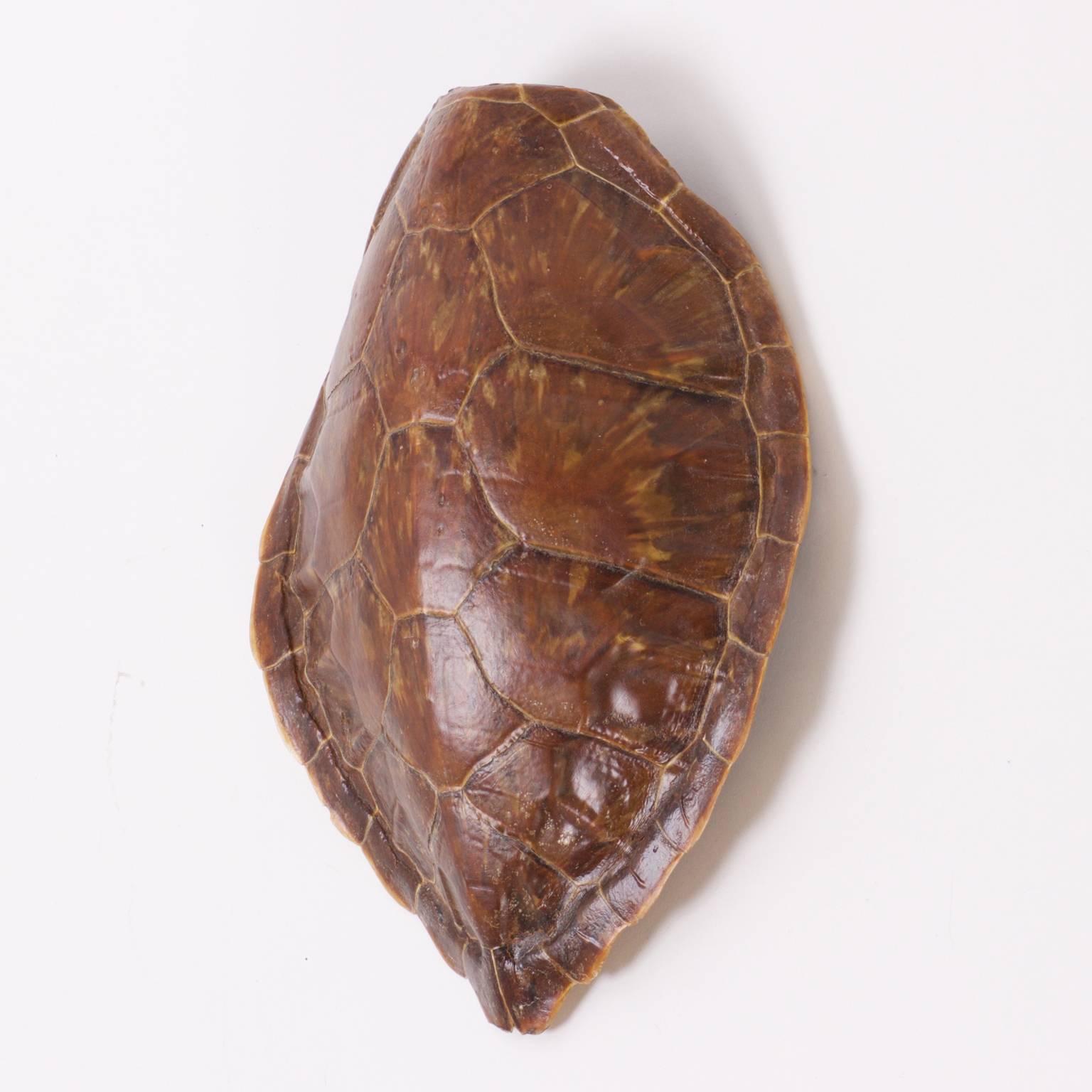 Antique turtle shell with the familiar shape and featuring patterns and textures that only mother nature could invent.
  
  