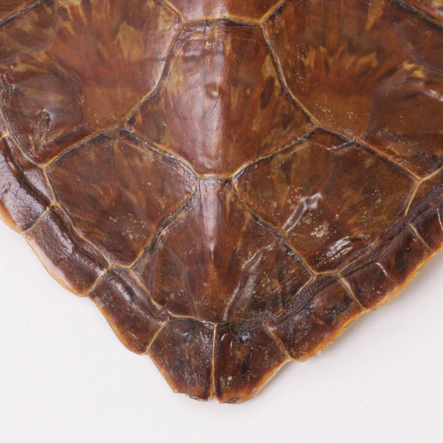 vintage turtle shell