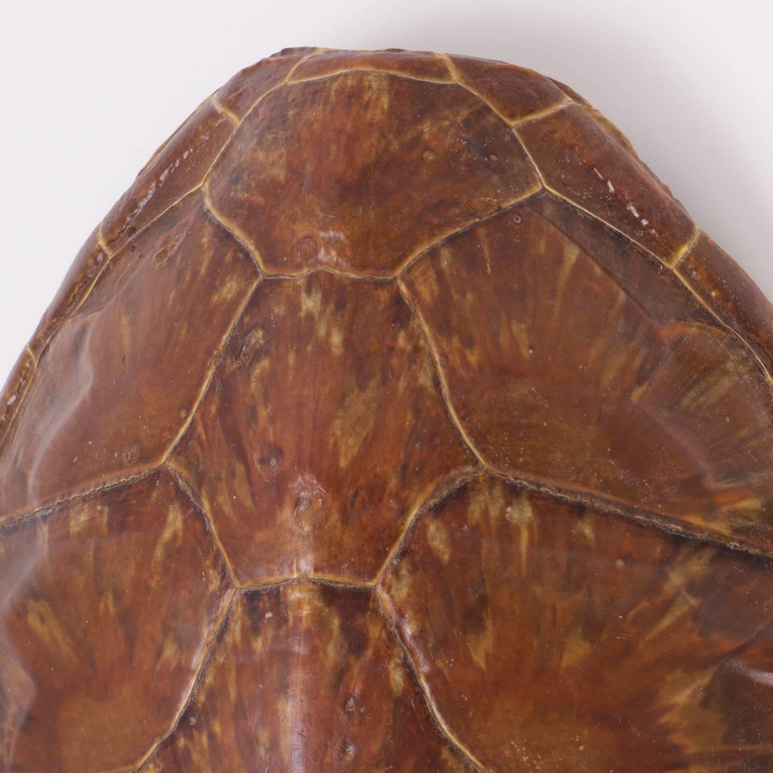 antique sea turtle shell for sale