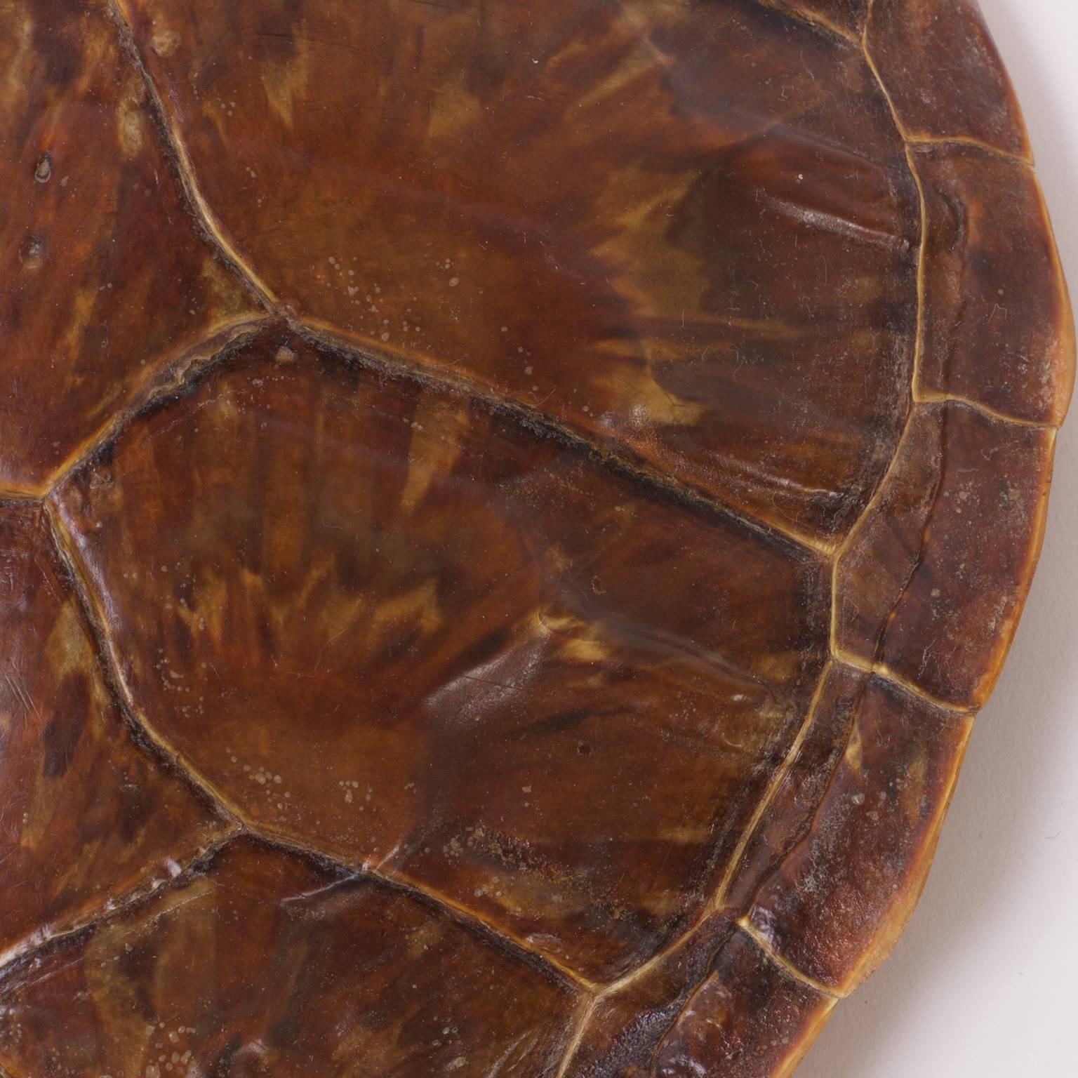 antique turtle shell for sale