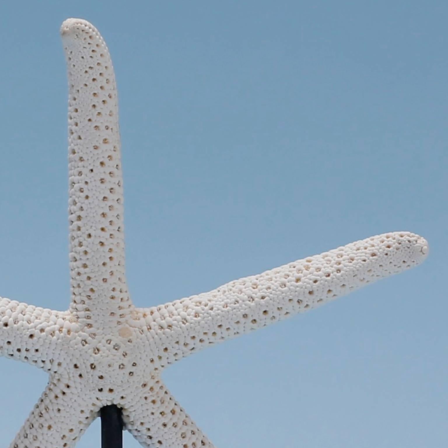 Organic Modern Three Various Starfish on Lucite Stands, Priced Individually