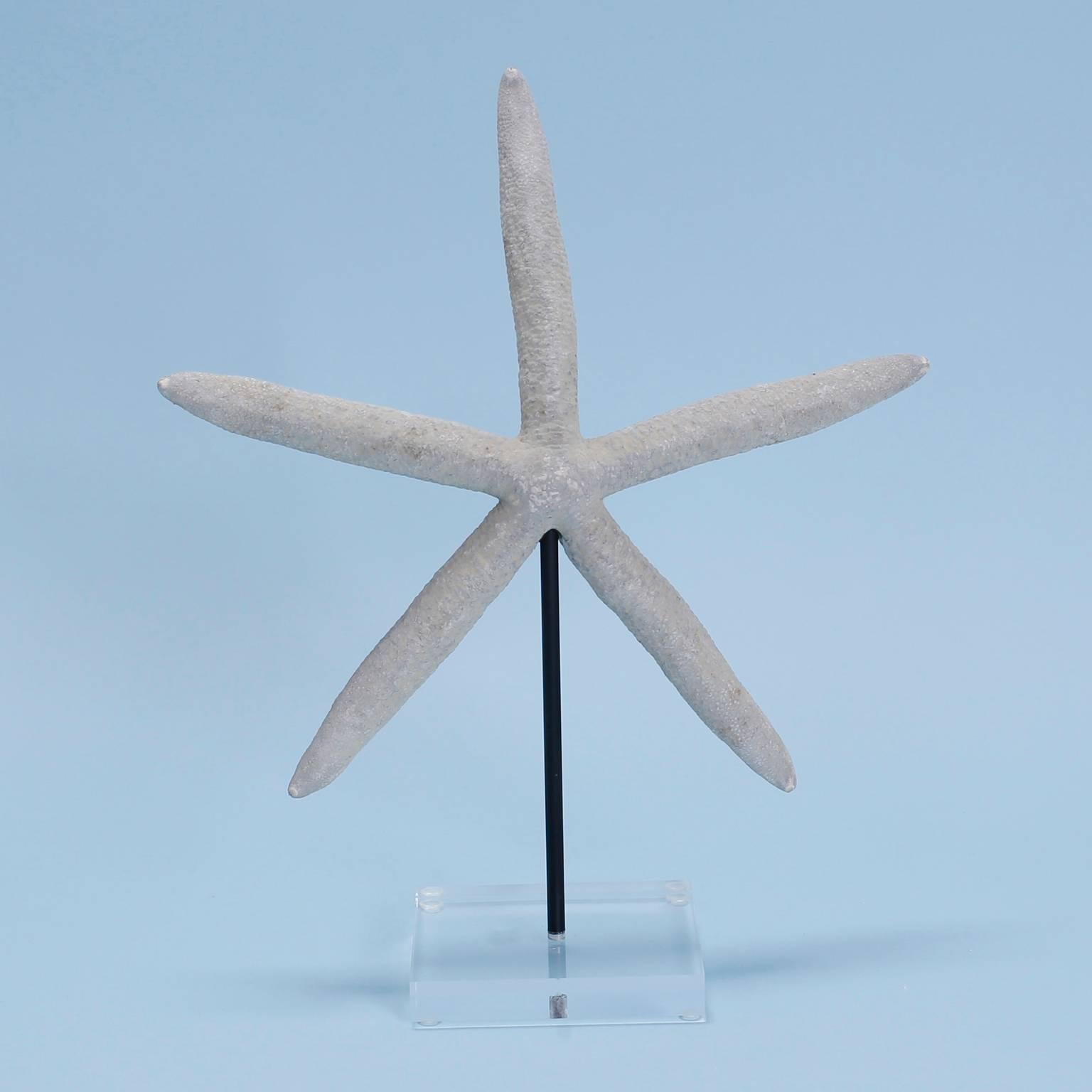 Shell Three Various Starfish on Lucite Stands, Priced Individually