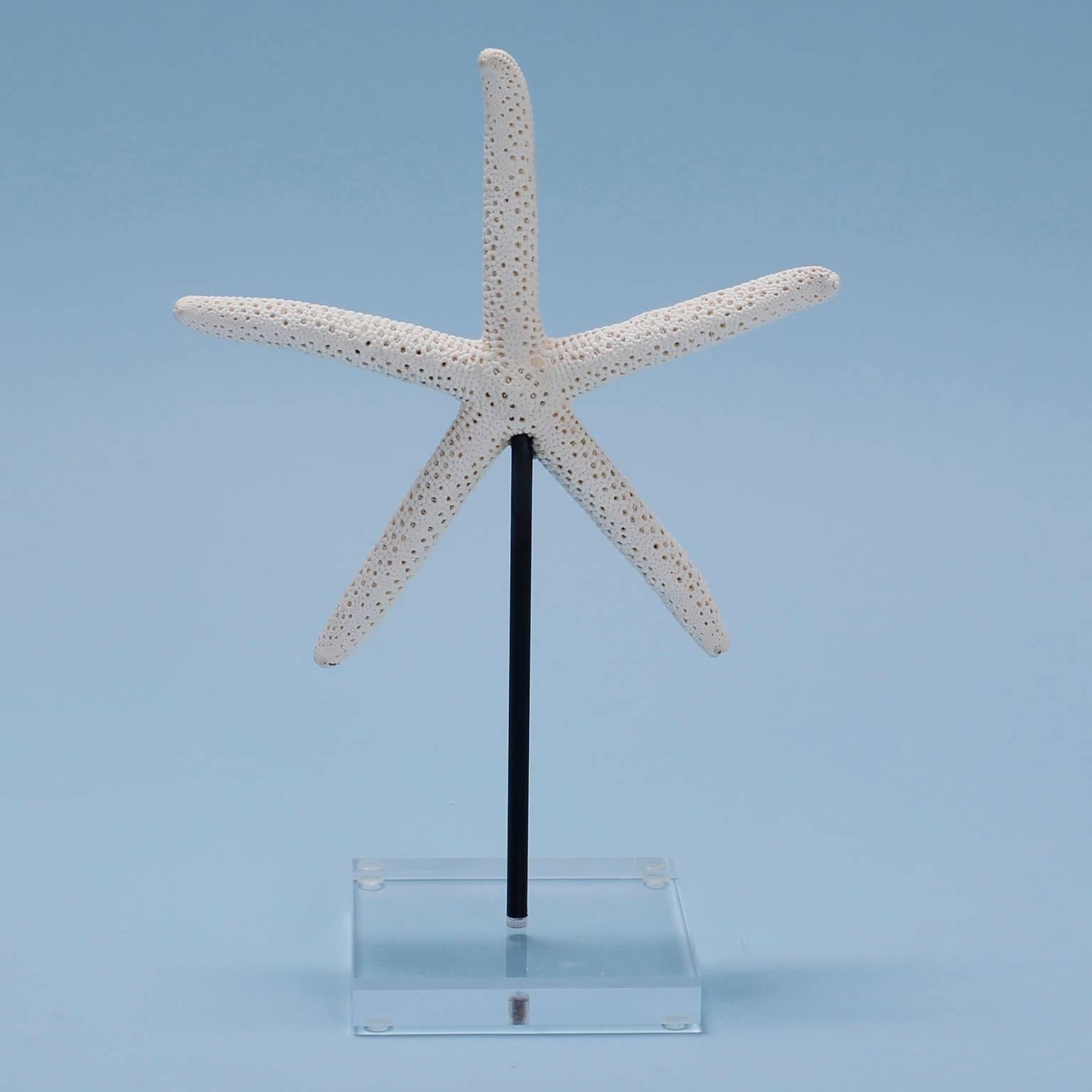 Contemporary Three Various Starfish on Lucite Stands, Priced Individually