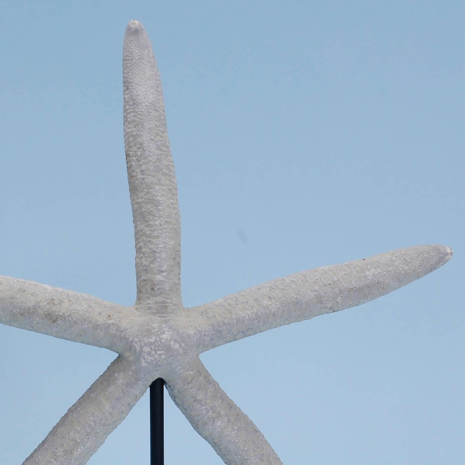 Intriguing set of three different starfish specimens, including blue, knobby and white. Each with its own organic colors and textures. All three presented on custom Lucite and brass stands.

From left to right:

Measures: H 10 x W 8 x D 3,