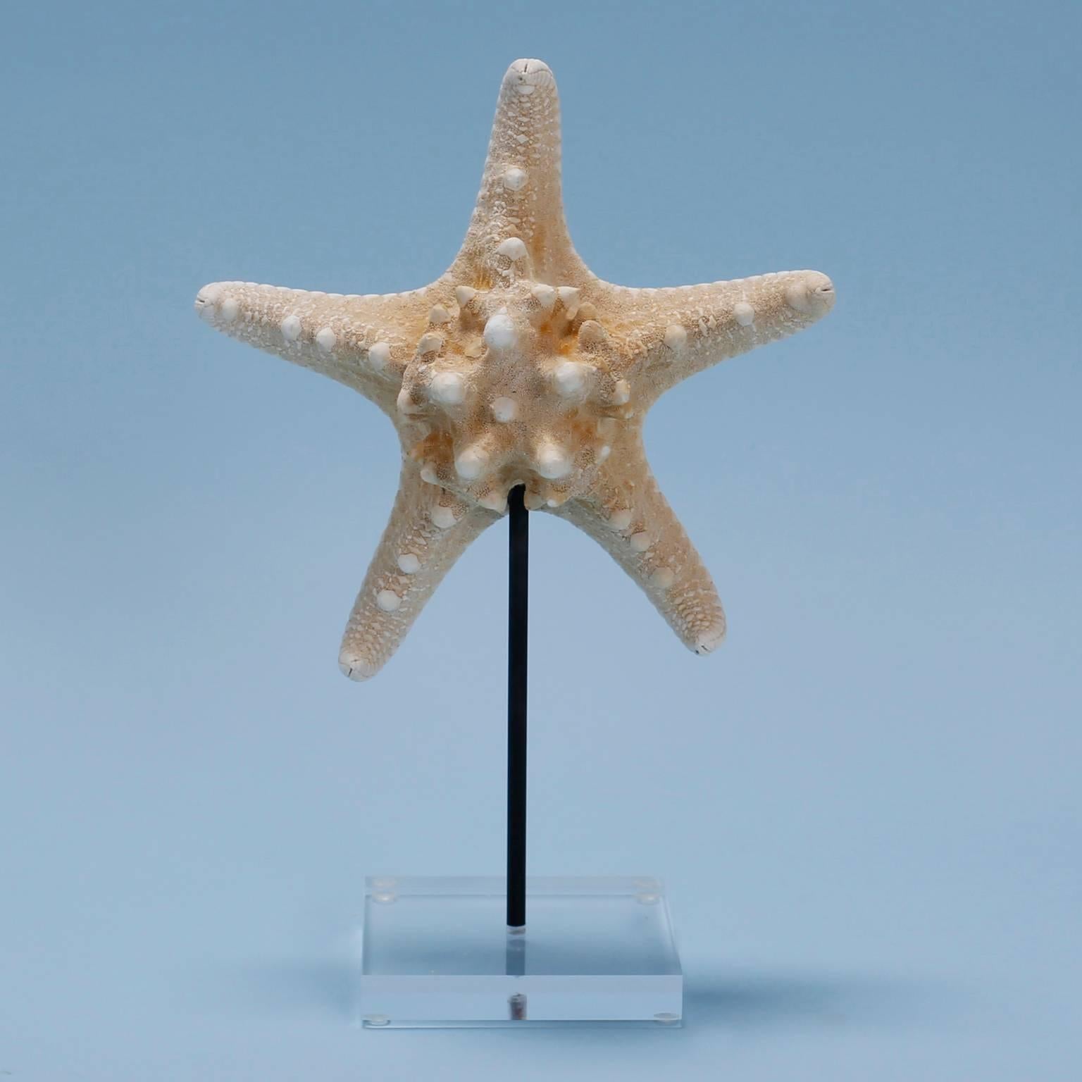 Solomon Islands Three Various Starfish on Lucite Stands, Priced Individually