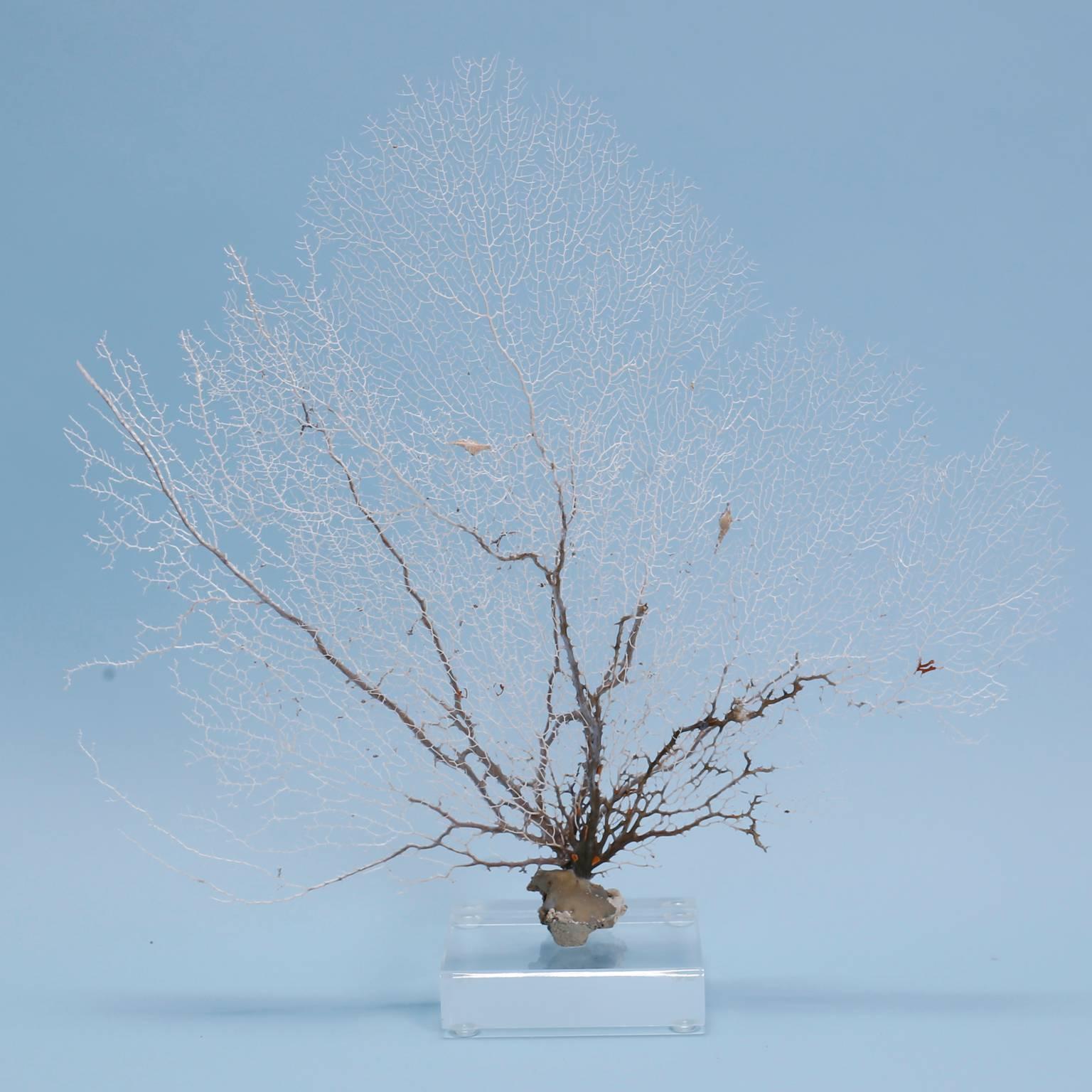 Solomon Islands Group of Three Various Sea Fan Sculptures on Lucite Bases