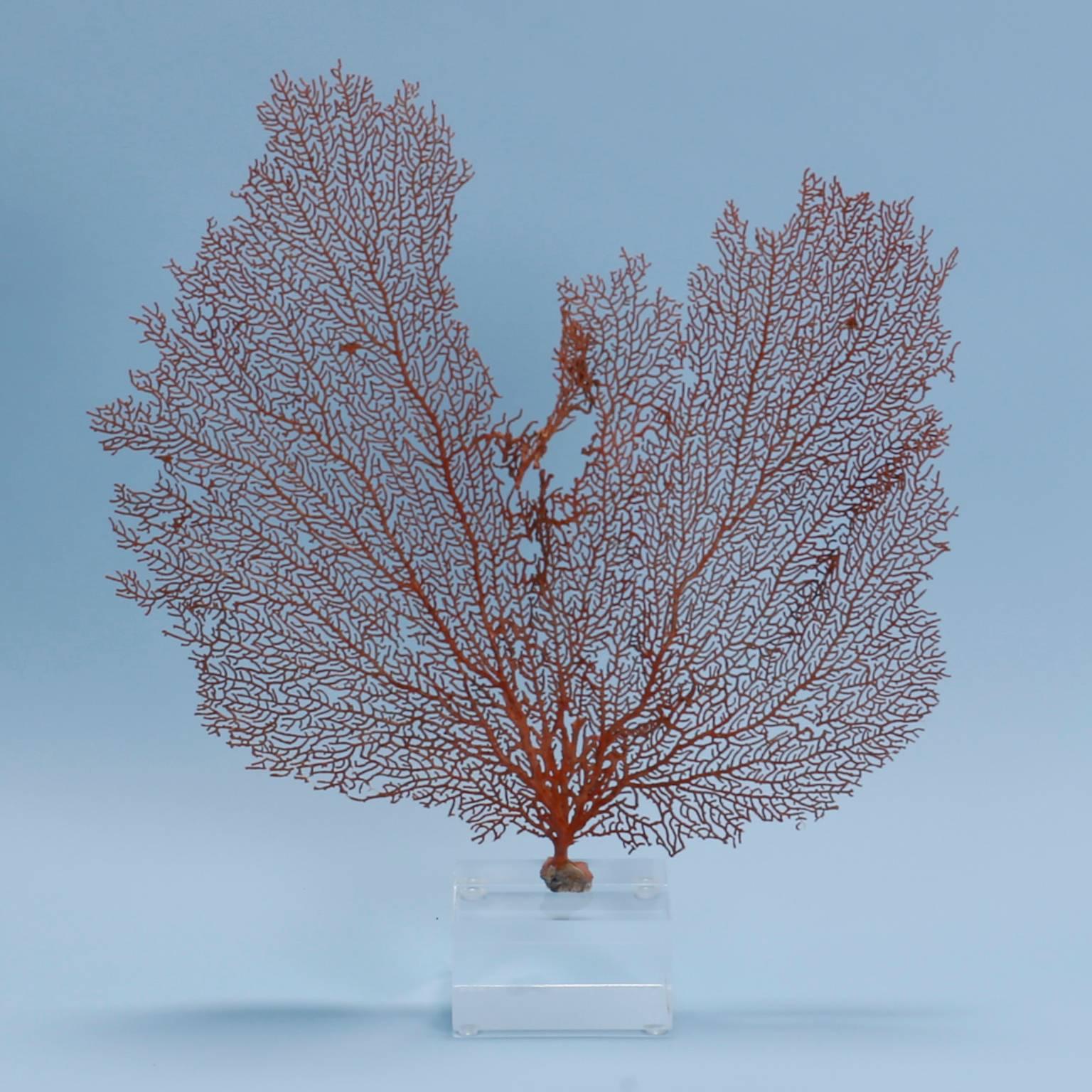Just like snow flakes, no two sea fans are alike. Here we present on custom Lucite stands three different species of sea fans each with its own personality, color, and form.

From left to right:

Measures: H 17 x W 15 x D 4, $600.00
H 14 x W 14