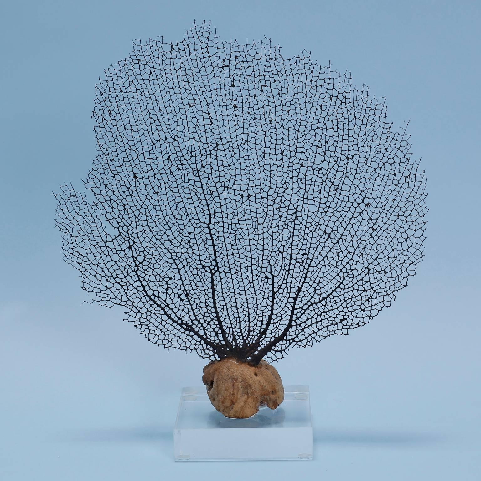 Contemporary Group of Three Various Sea Fan Sculptures on Lucite Bases