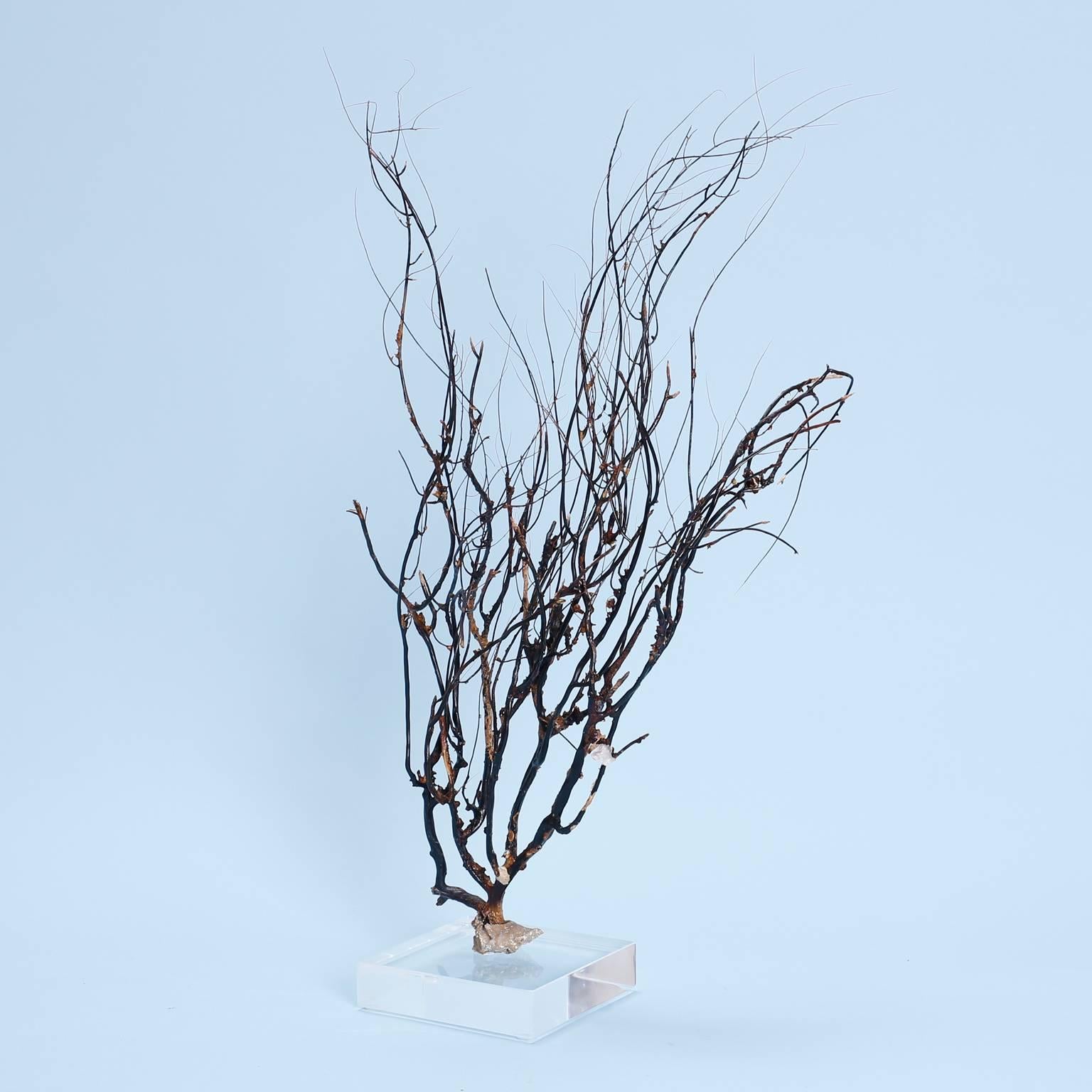Coral Three Mounted Sea Specimens, Priced Individually