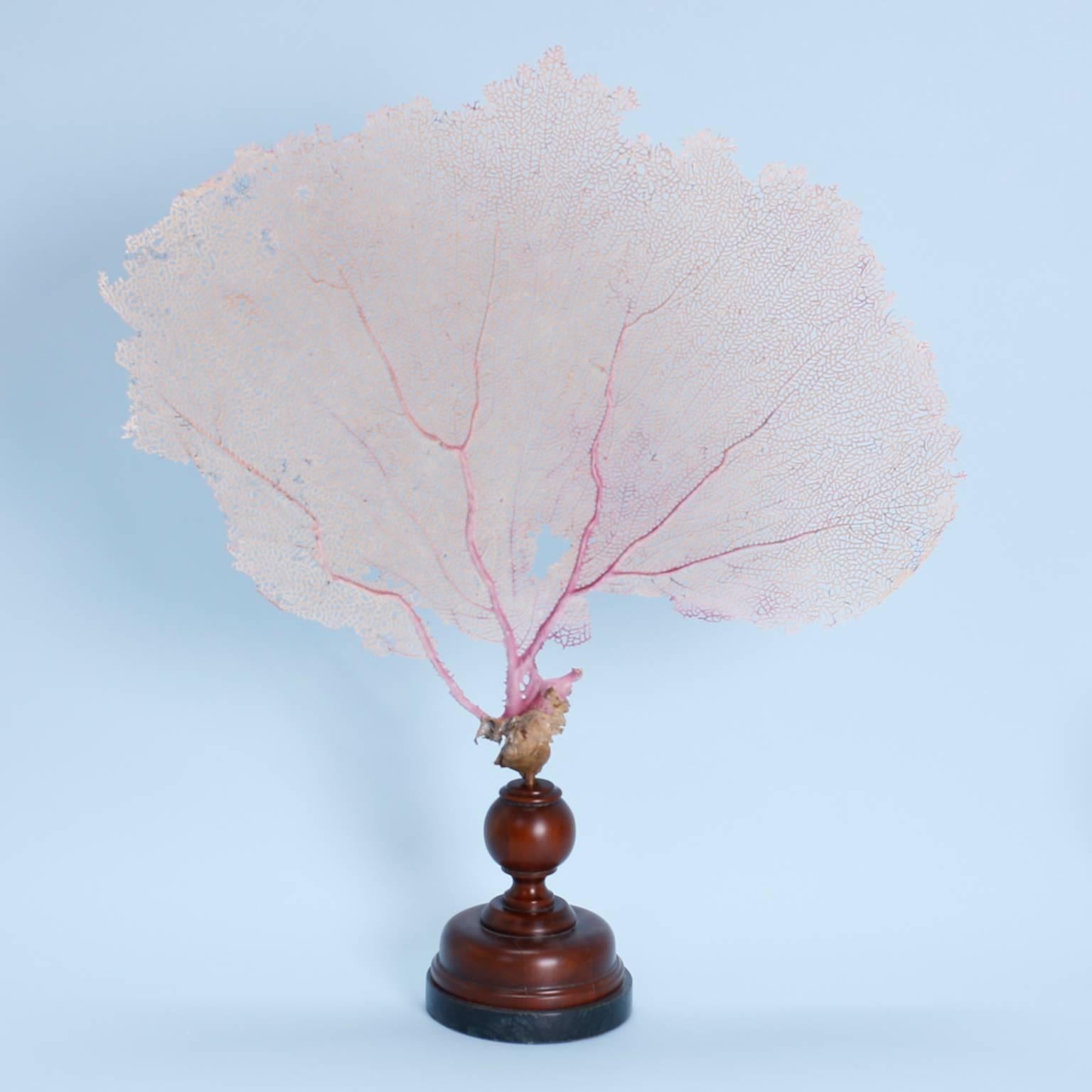 A red sea fan presented on a classical mahogany and marble stand, a brown sponge mounted on a Lucite block, and a sea whip on a Lucite base. All three with their own magical qualities. Priced individually. 

From left to right:

Red sea fan