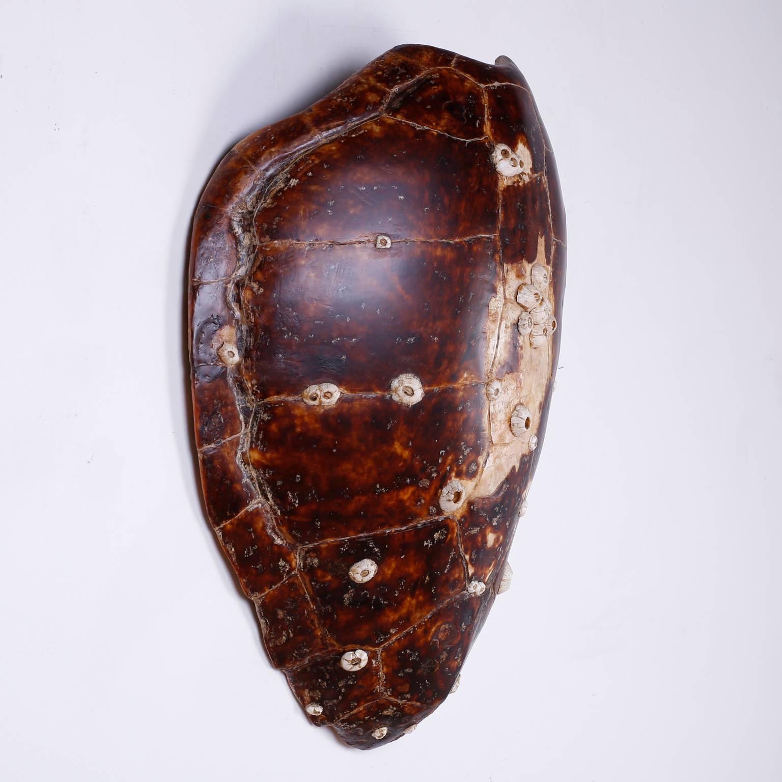 The iconic form of the turtle shell, out done only by its own distinct variegated colors and lustrous glow. Attached to this shell are barnacles that hitched a ride a long time ago.