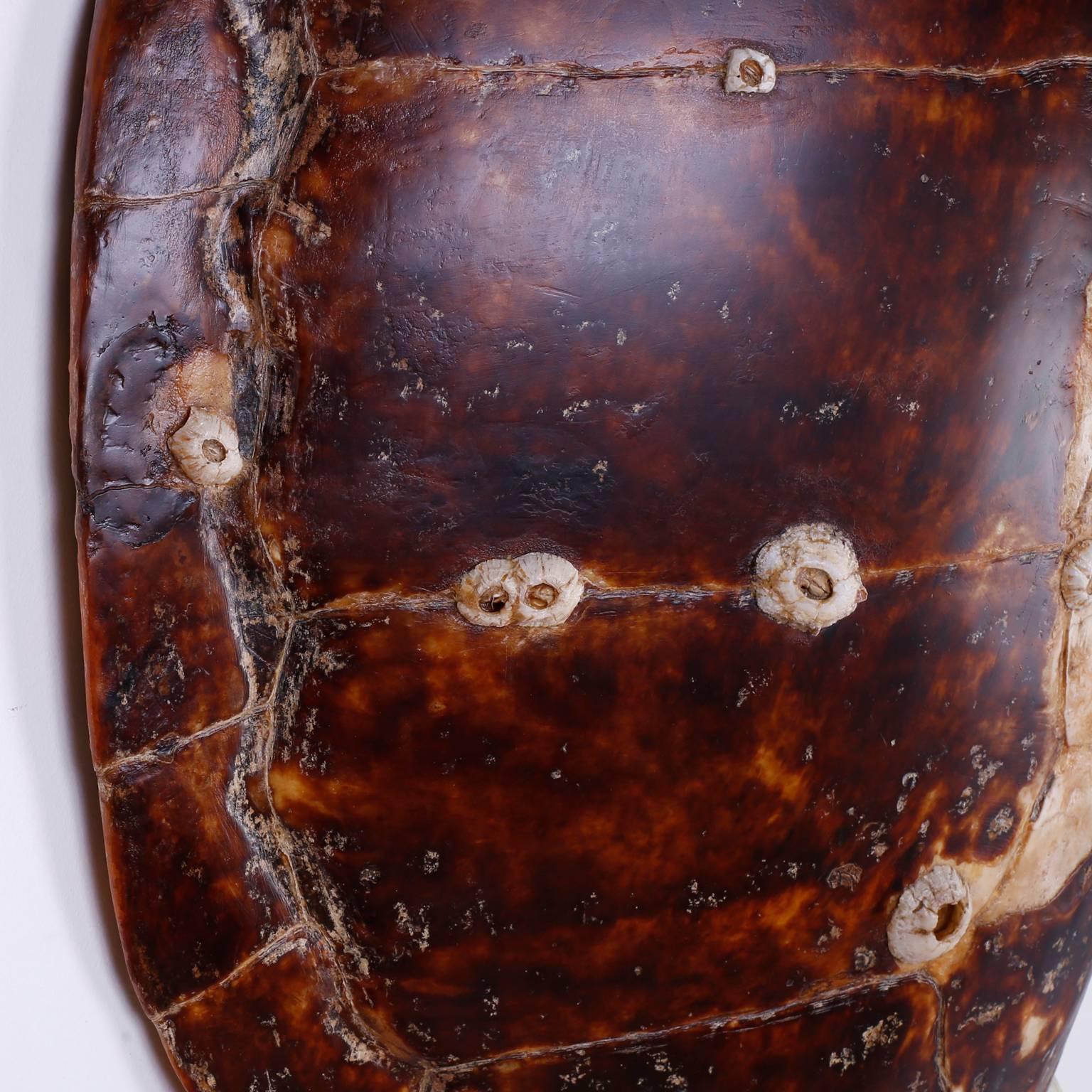 Antique Victorian Turtle Shell with Natural Barnacles In Excellent Condition In Palm Beach, FL