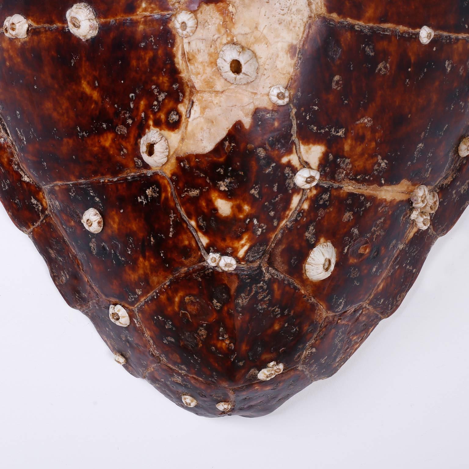 19th Century Antique Victorian Turtle Shell with Natural Barnacles