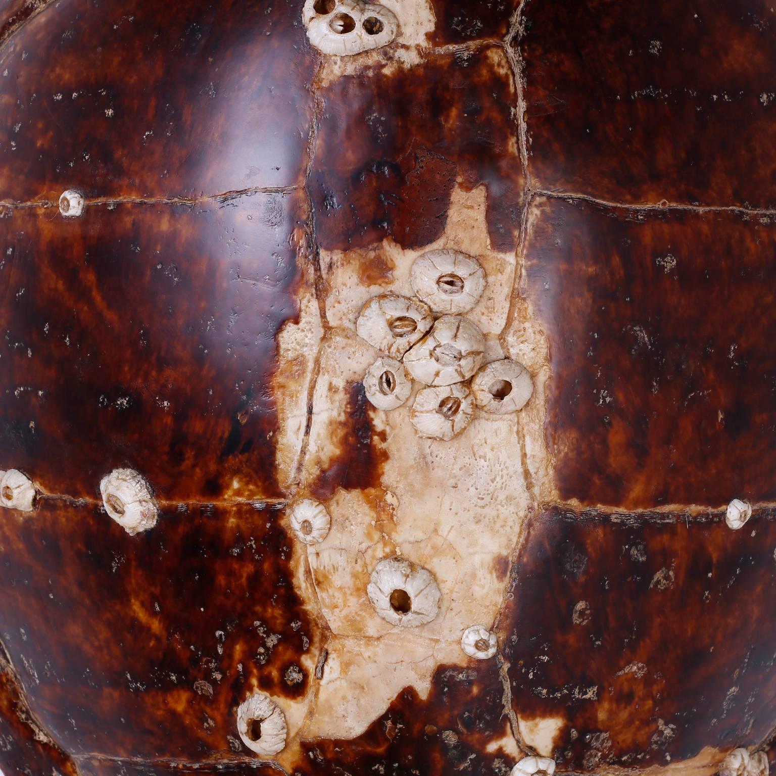 American Antique Victorian Turtle Shell with Natural Barnacles