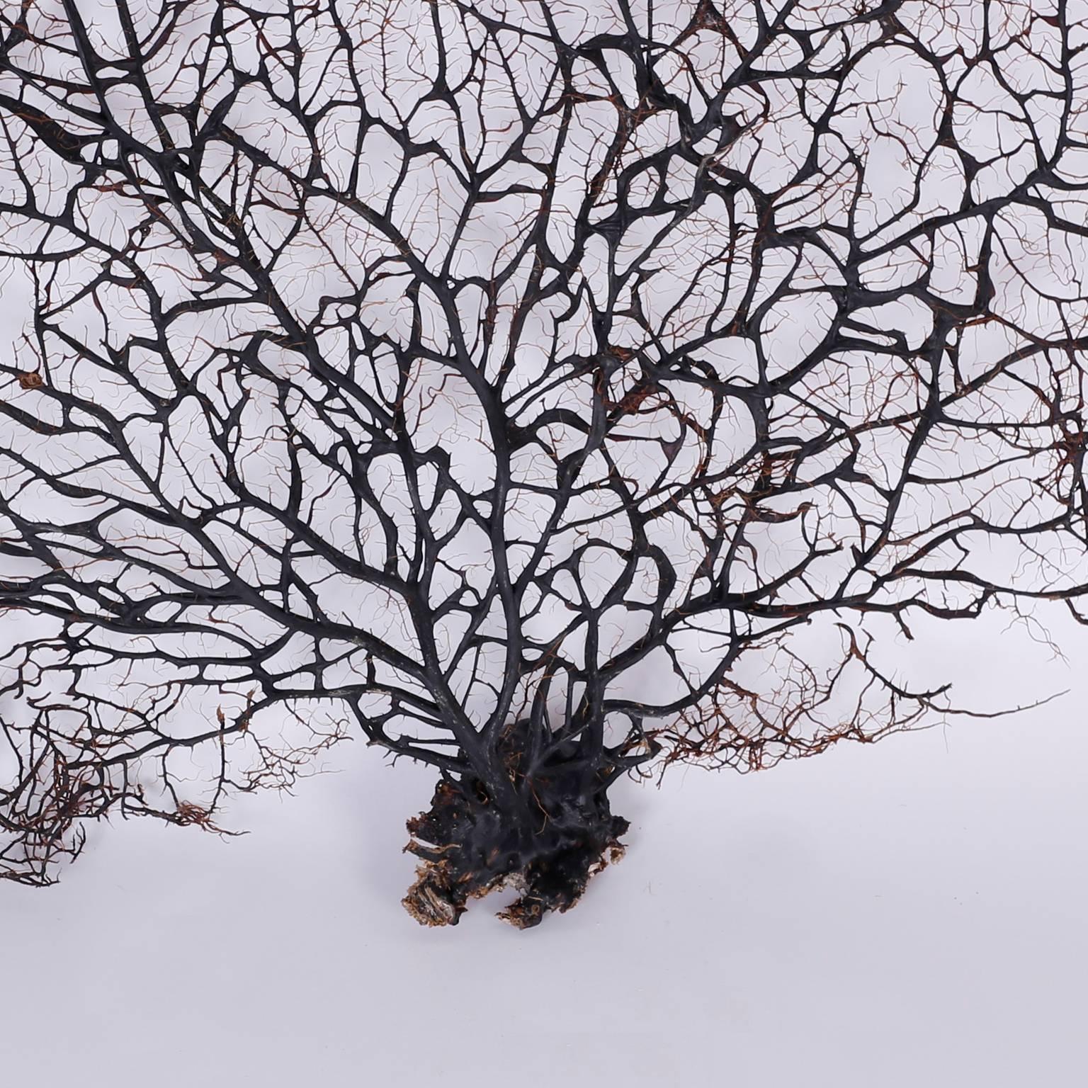 20th Century Giant Black Sea Fan