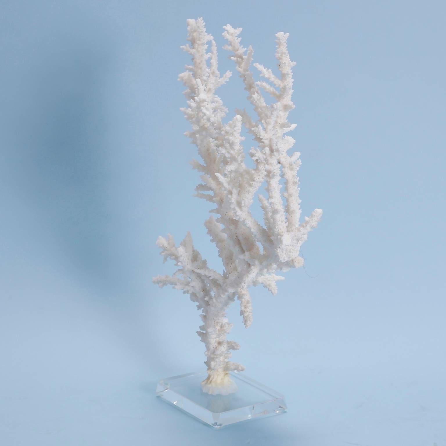 20th Century Vintage Branch Coral Sculpture on Lucite