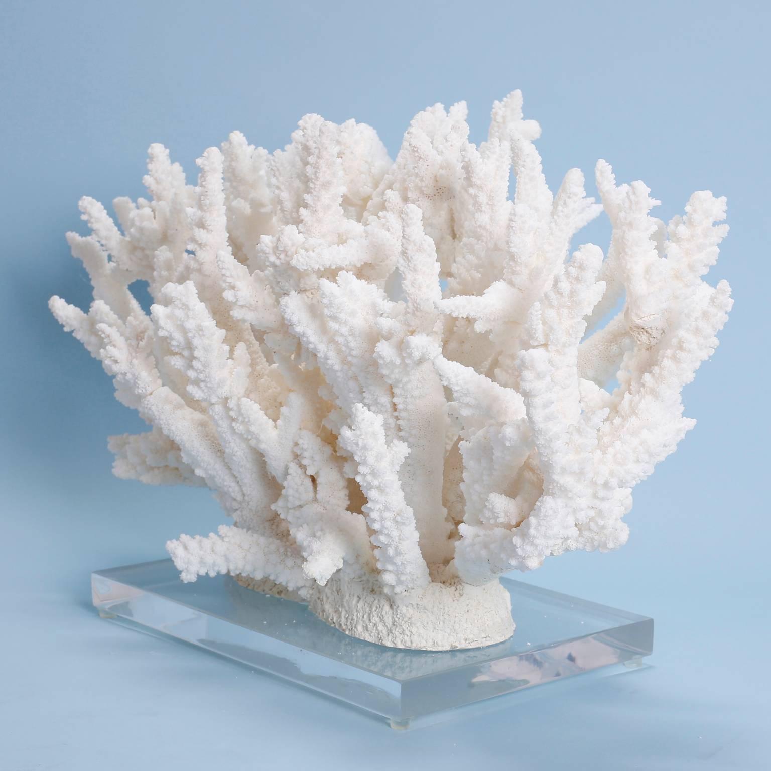 Exclusive branch coral assemblage custom designed and created by F. S. Henemader with authentic organic coral and presented on a Lucite base to enhance the sculptural elements.

Coral cannot be exported out of the USA, without Cities permits which