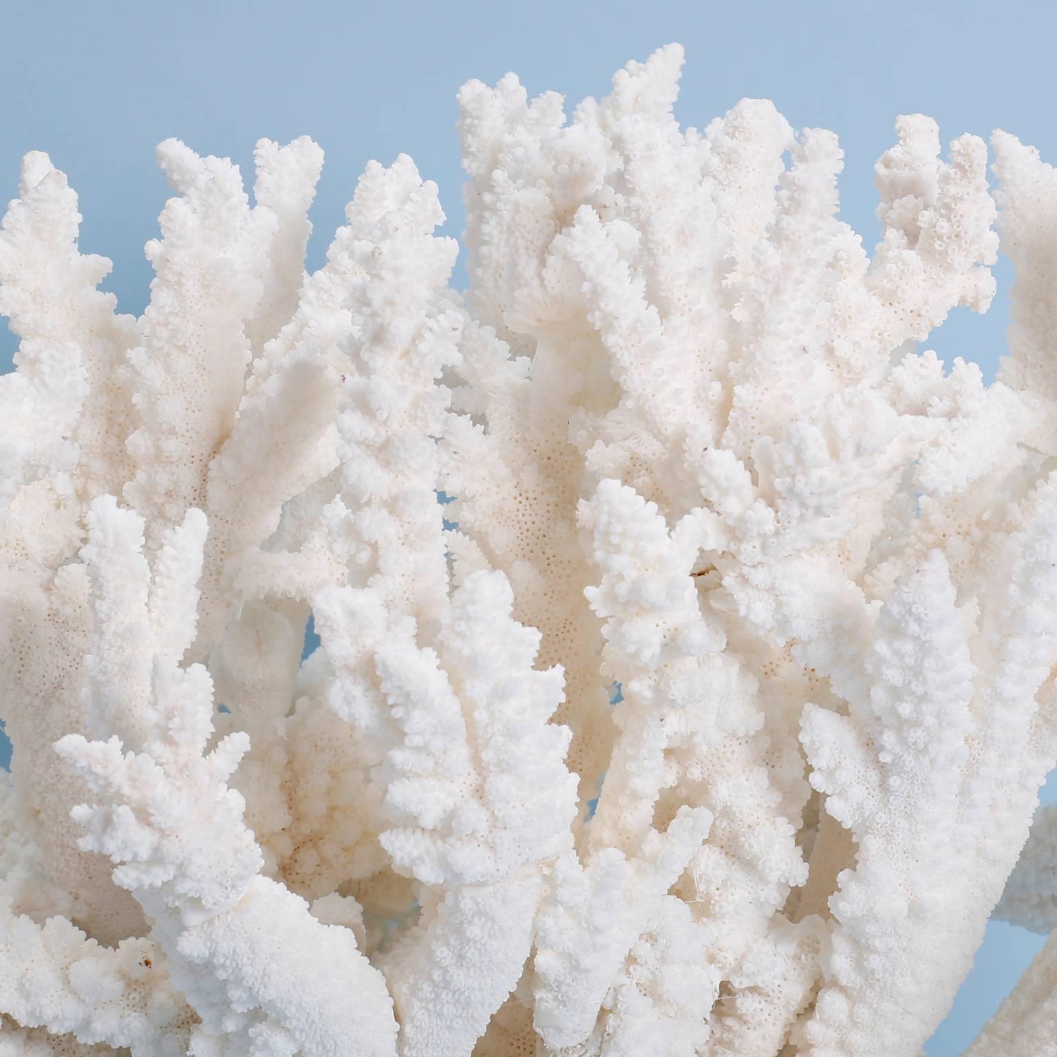 Solomon Islands Natural Branch Coral Sculpture on Lucite Base