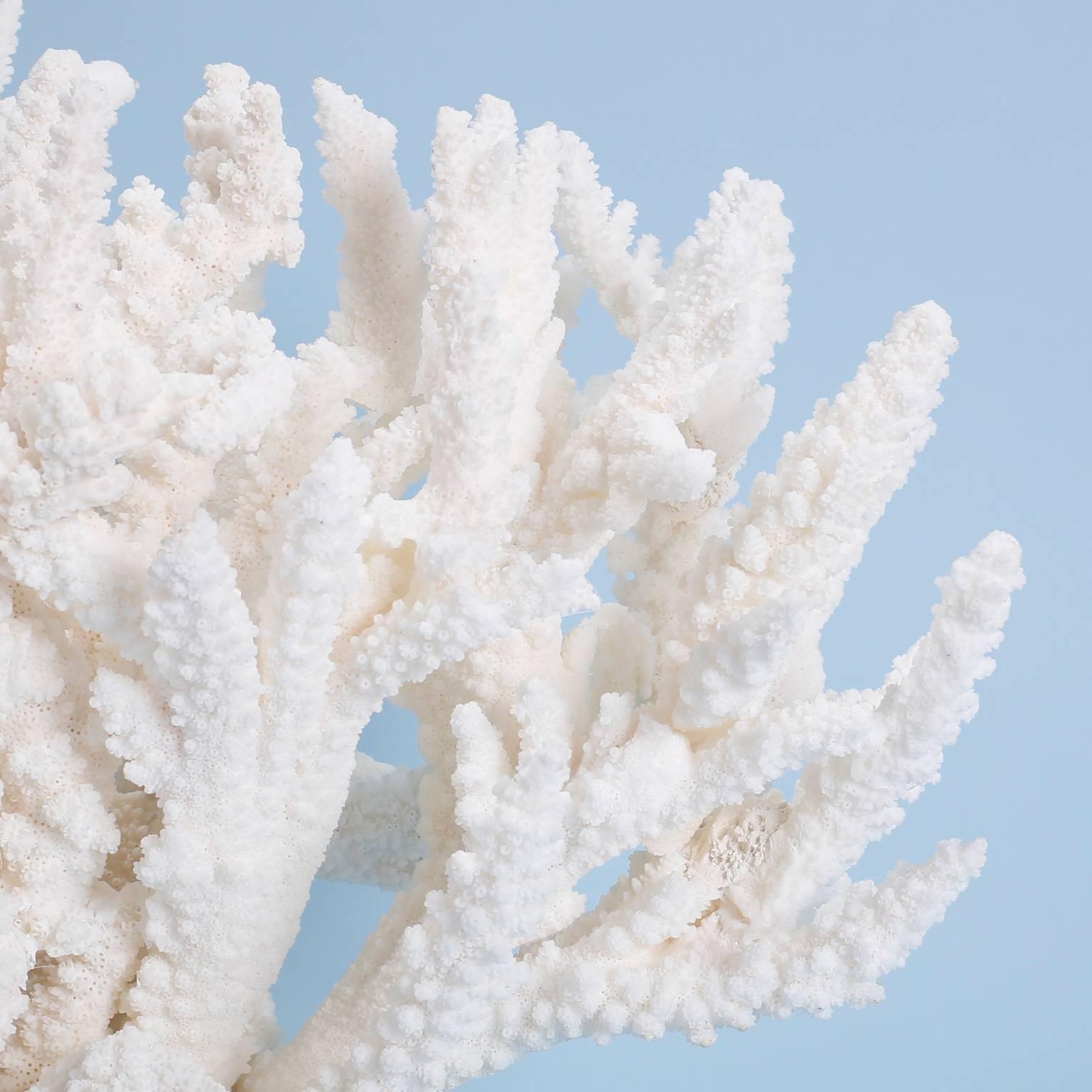 Natural Branch Coral Sculpture on Lucite Base In Excellent Condition In Palm Beach, FL