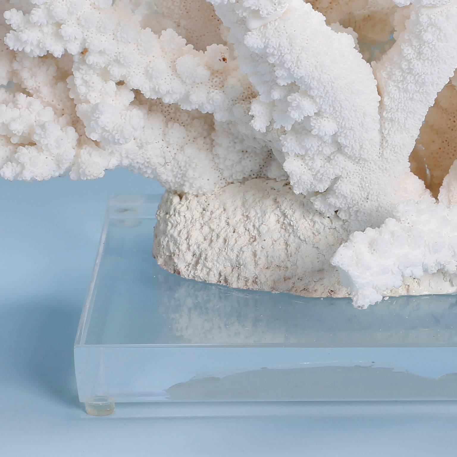 Contemporary Natural Branch Coral Sculpture on Lucite Base