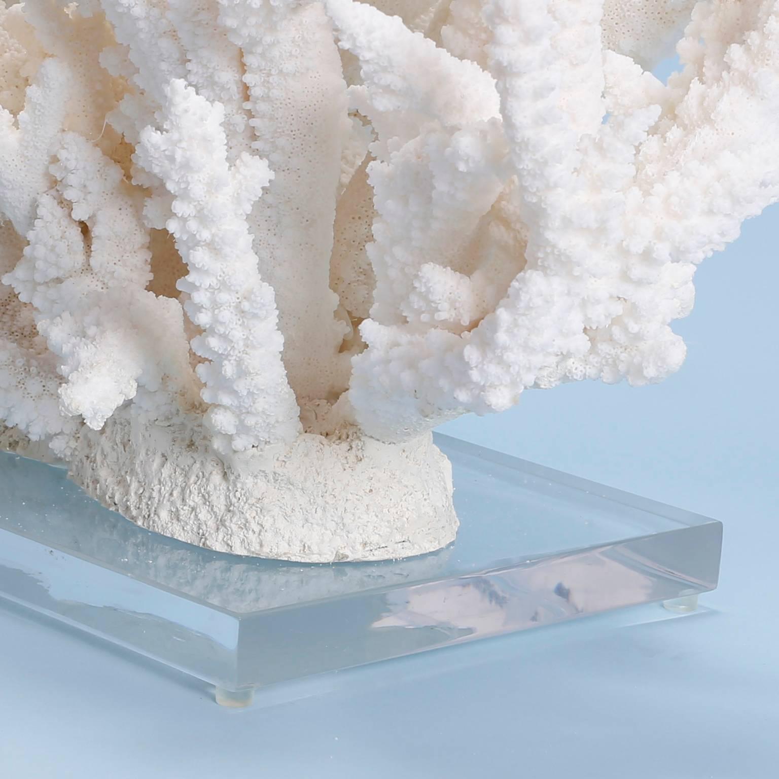 Natural Branch Coral Sculpture on Lucite Base 1