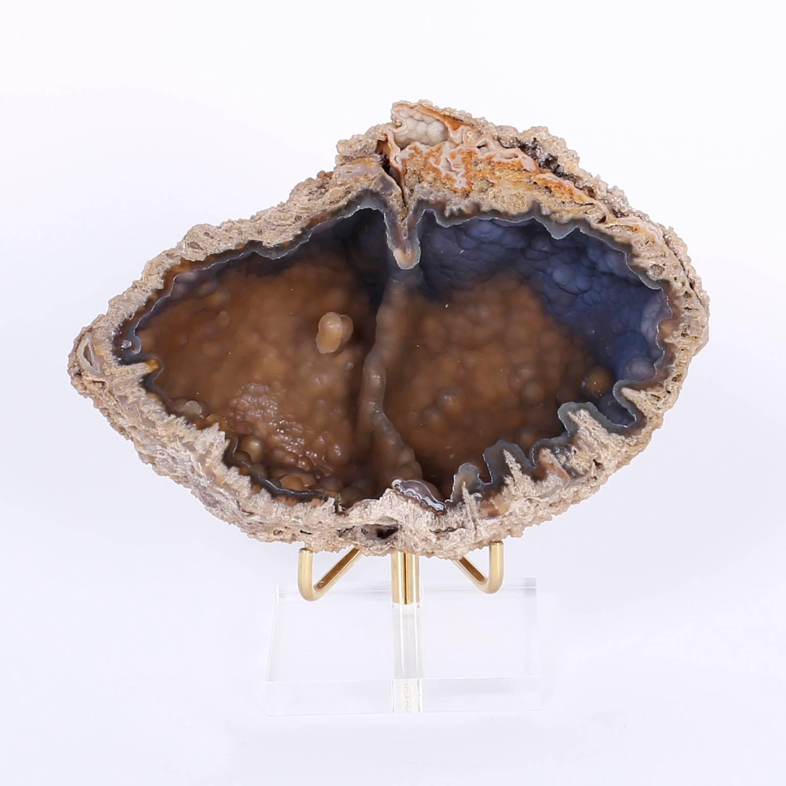 Fascinating cross sections of an agatized coral specimen that display a brilliant organic composition of textures, colors, and form. Florida designated this fossilized coral as the official state stone in 1976. Presented on lucite and brass stands