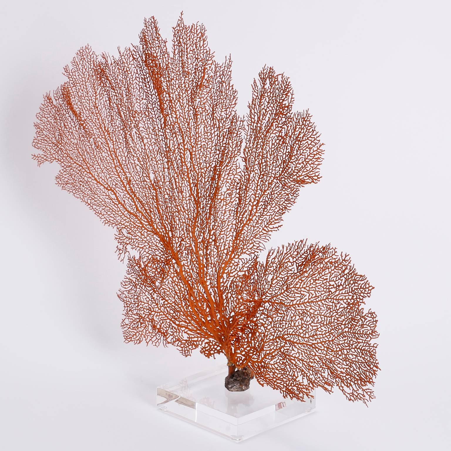 Orange sea fan specimen with a lush pattern of development. Presented on a Lucite stand to enhance the sculptural form.