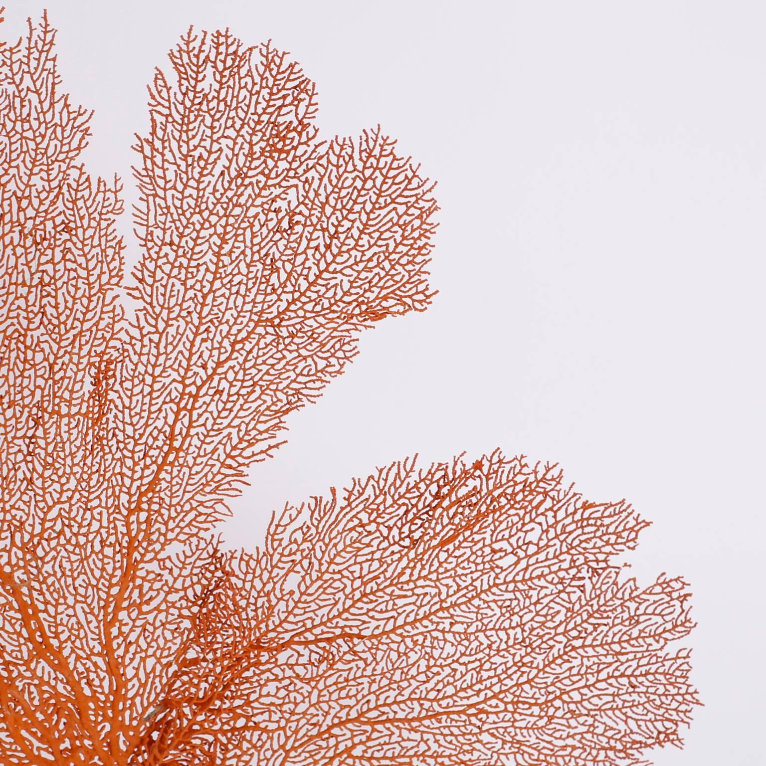 Solomon Islands Natural Orange Sea Fan Specimen Mounted on Lucite