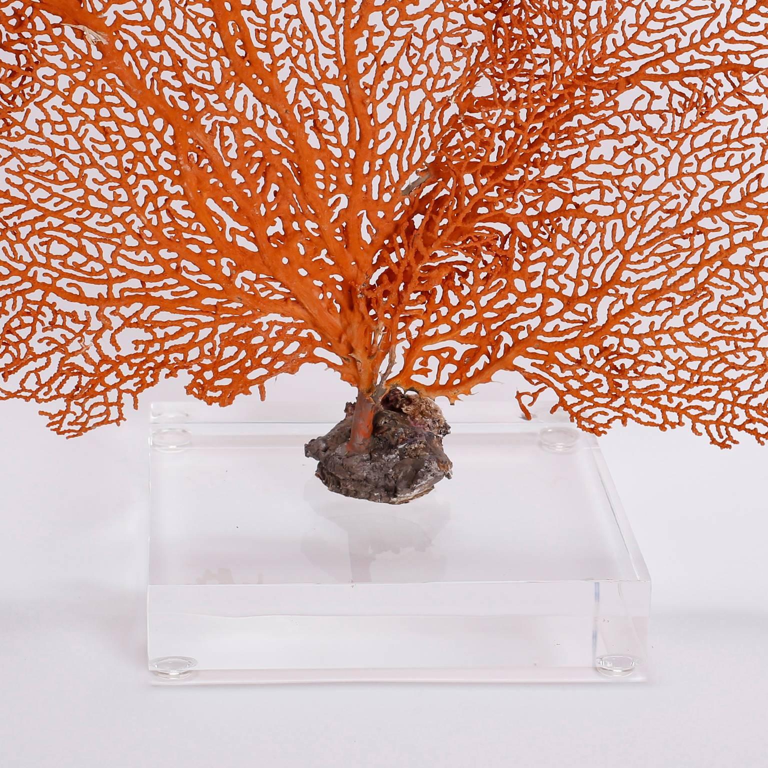 Natural Orange Sea Fan Specimen Mounted on Lucite In Excellent Condition In Palm Beach, FL
