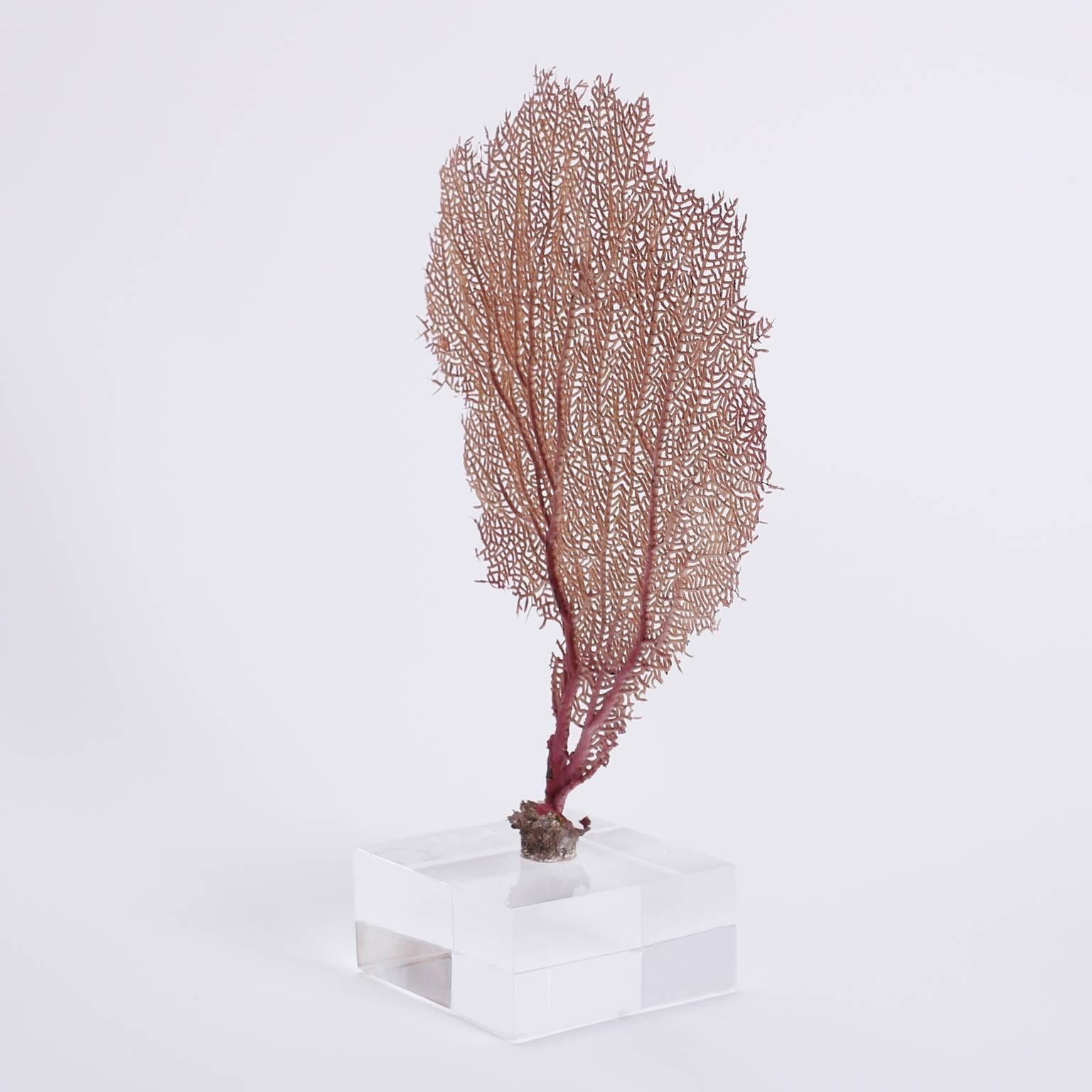 Purple Bahama sea fan with an alluring sculptural form presented on a thick Lucite block.