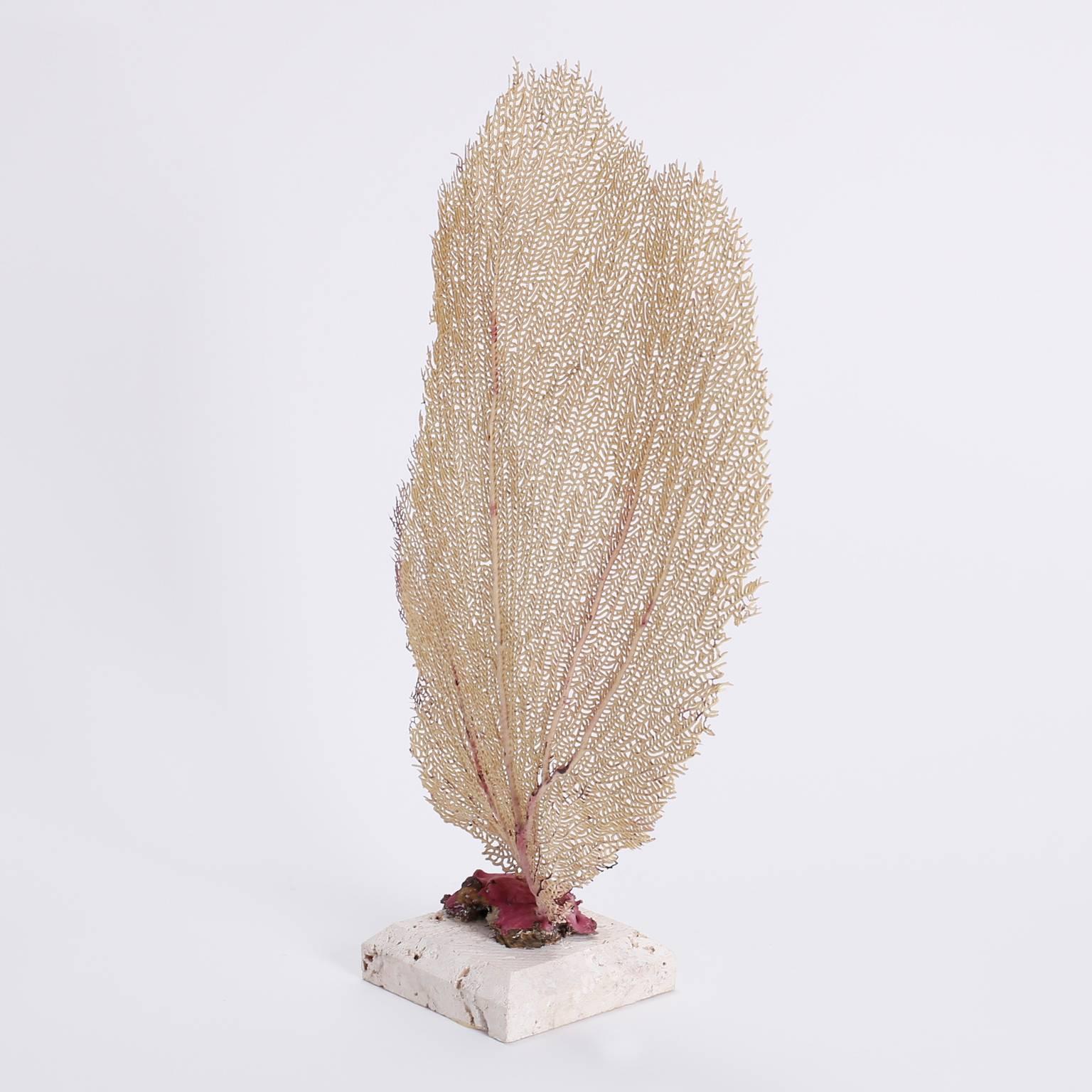 Yellow sea fan with an intricate web of branches and a vibrant red root. Presented on a coquina base to enhance the organic qualities.