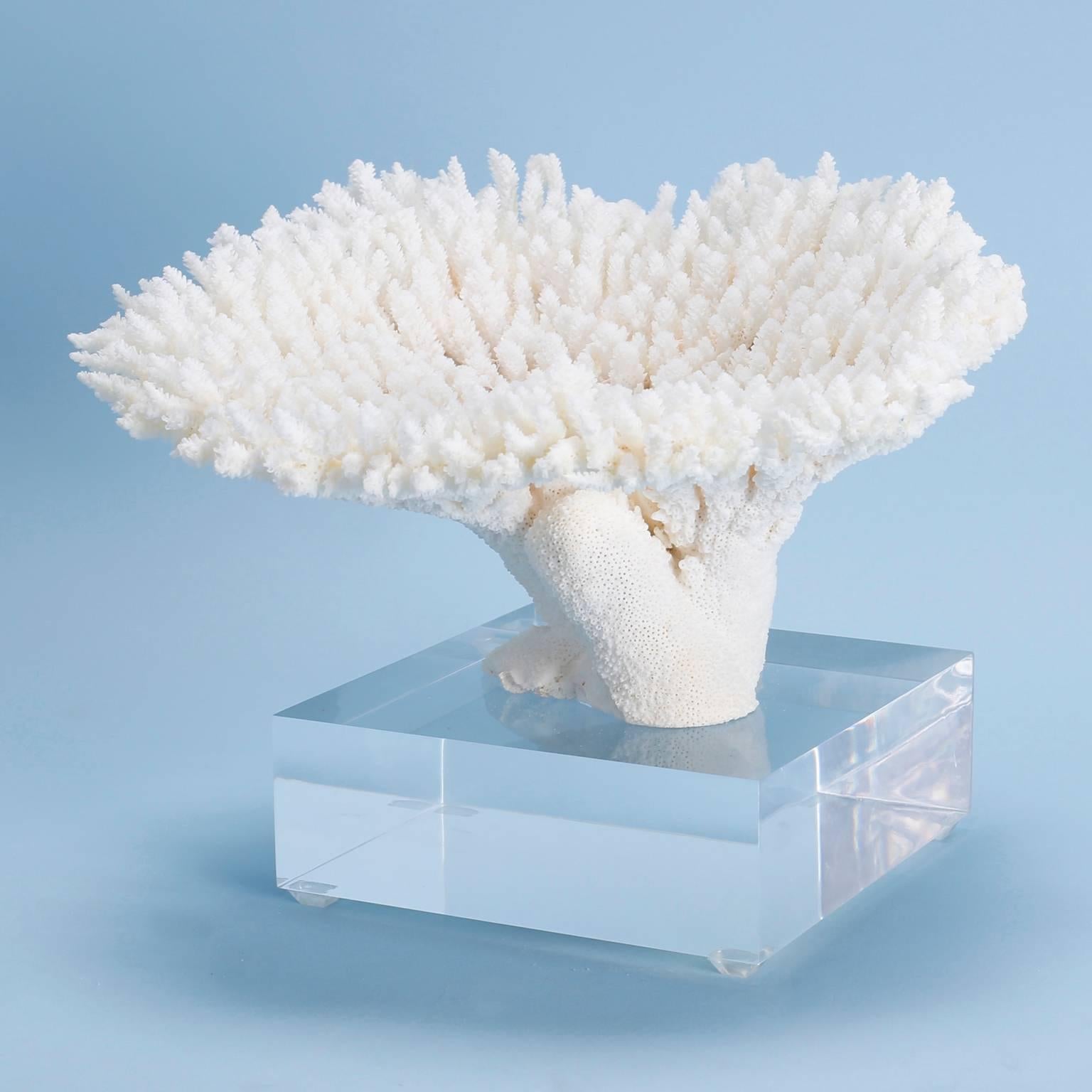 Table Coral Specimen on a Lucite Base In Excellent Condition In Palm Beach, FL