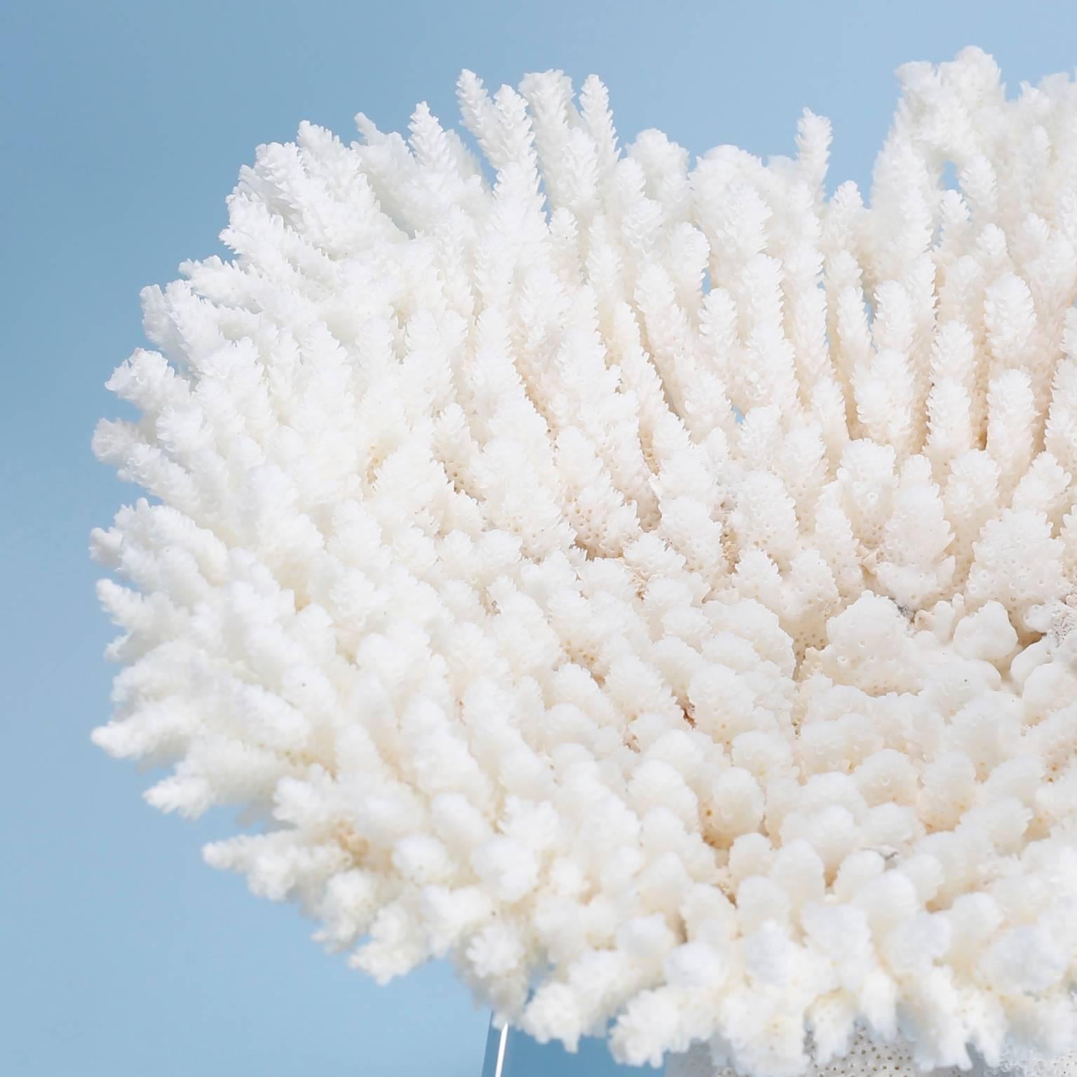 Organic Modern Table Coral Specimen on a Lucite Base