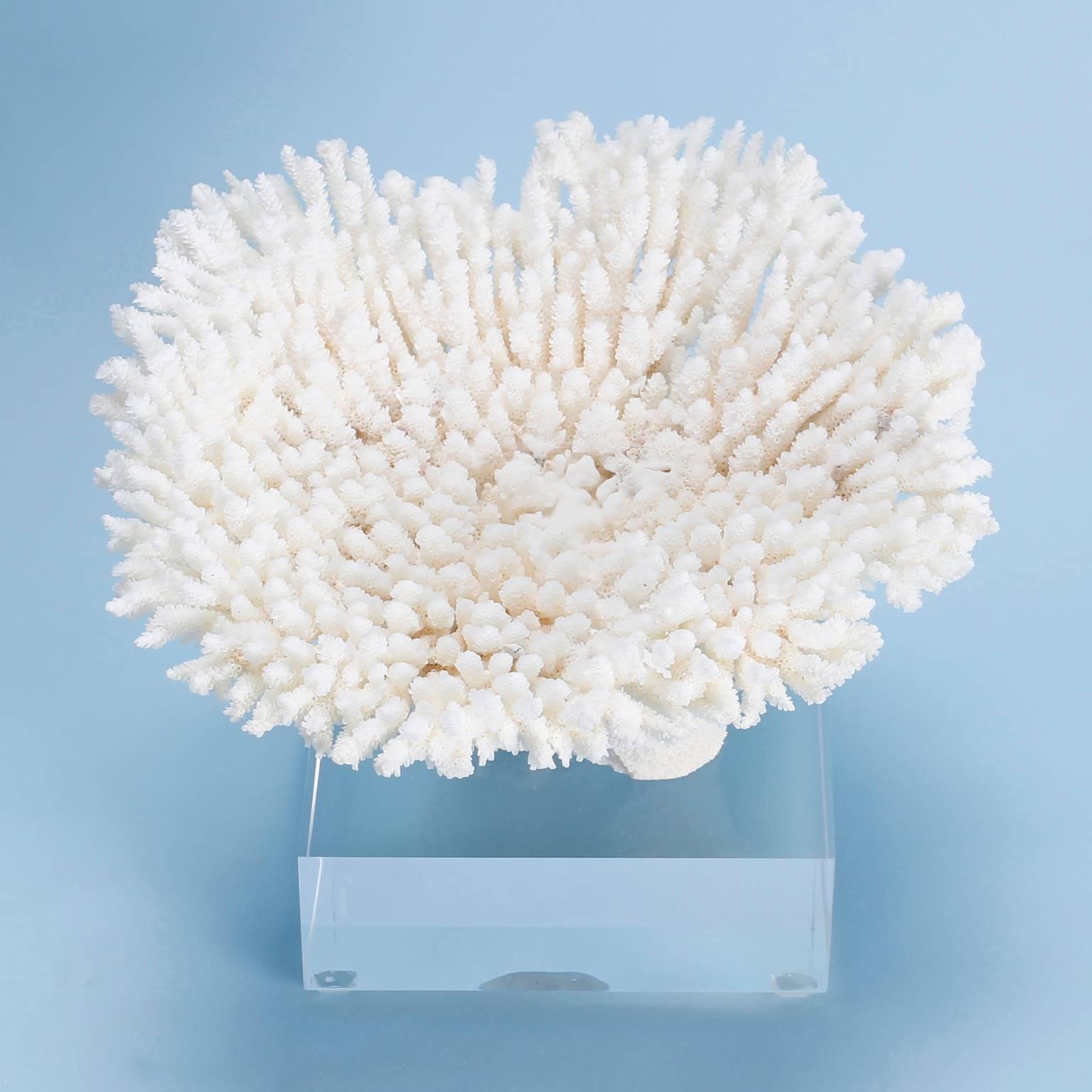 Table coral specimen with an optimistic upward posturing and alluring, bleached organic white palette. Presented on a Lucite block to enhance sculptural elements. 

Coral cannot be exported out of the USA without Cities permits. These permits are