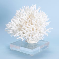 White Birdsnest Coral on Lucite