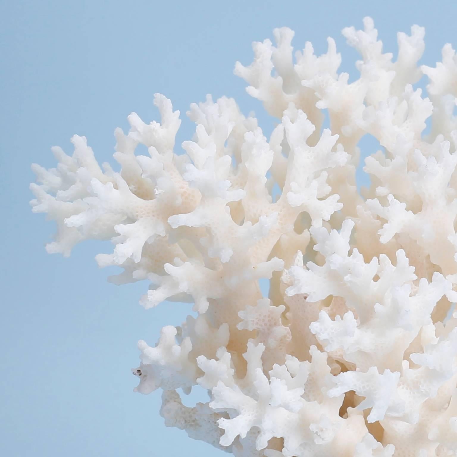 Organic Modern Lace Coral on Lucite Base