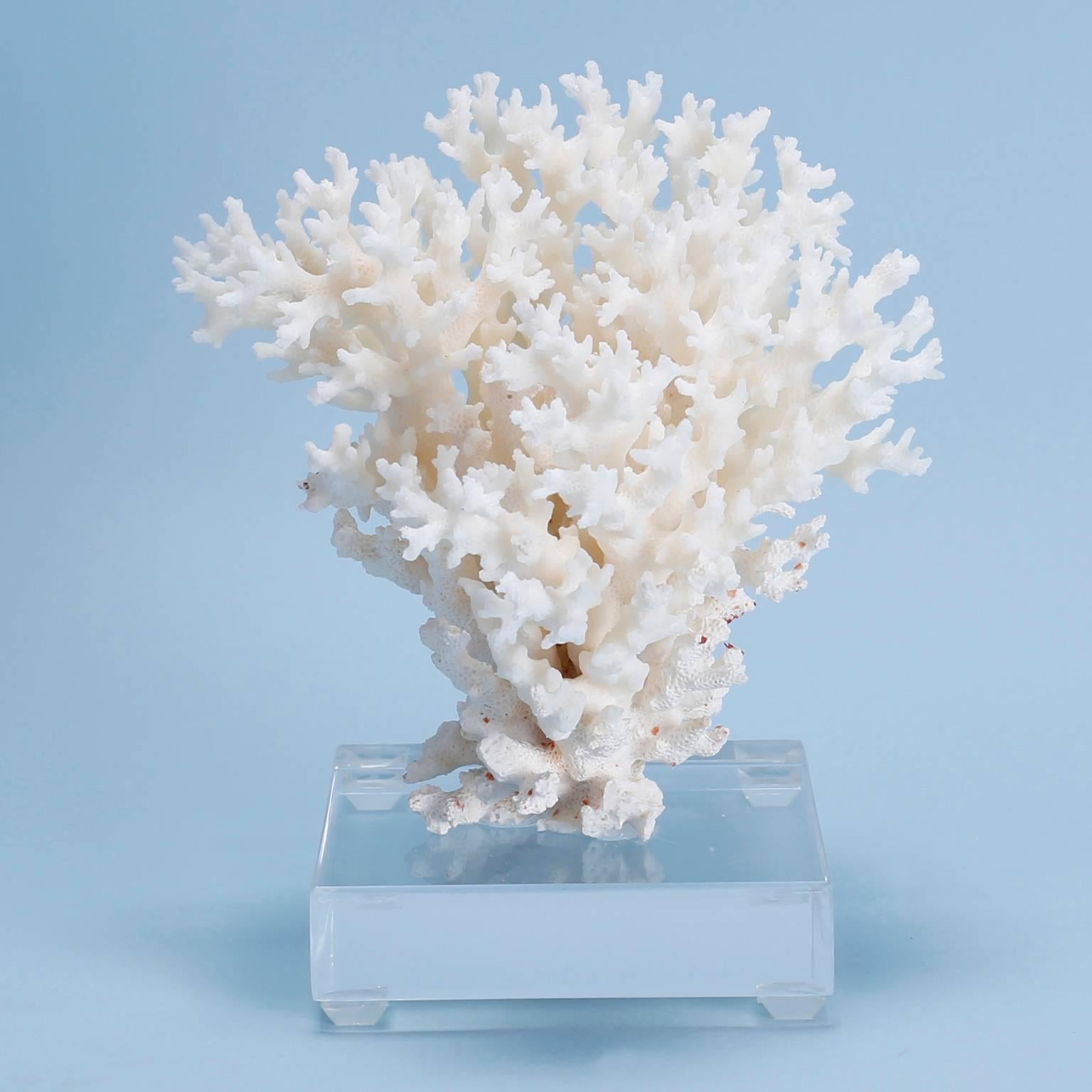 Lace coral specimen with its lofty graceful form and ocean inspired textures. Presented on a custom Lucite base.

Coral cannot be exported out of the USA without Cities permits. These permits are expensive and time consuming, expect an up charge