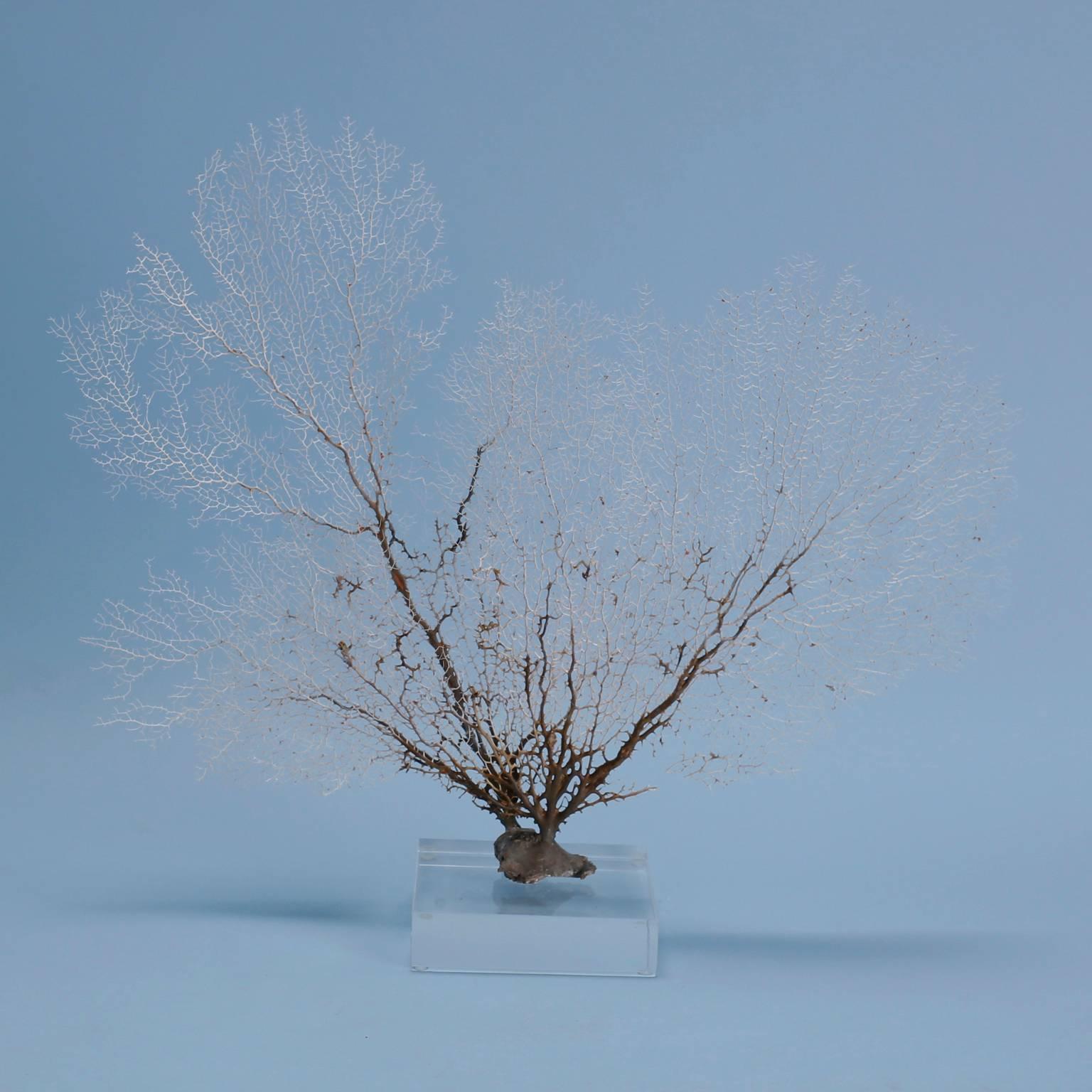 White sea fan specimen with nature's familiar tree like form and delicate color variations. Presented on a custom Lucite base.