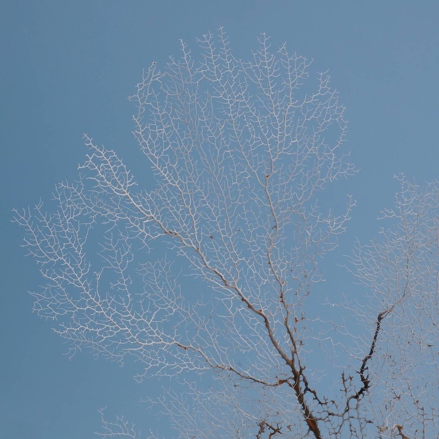 Organic Modern White Sea Fan on a Lucite Base