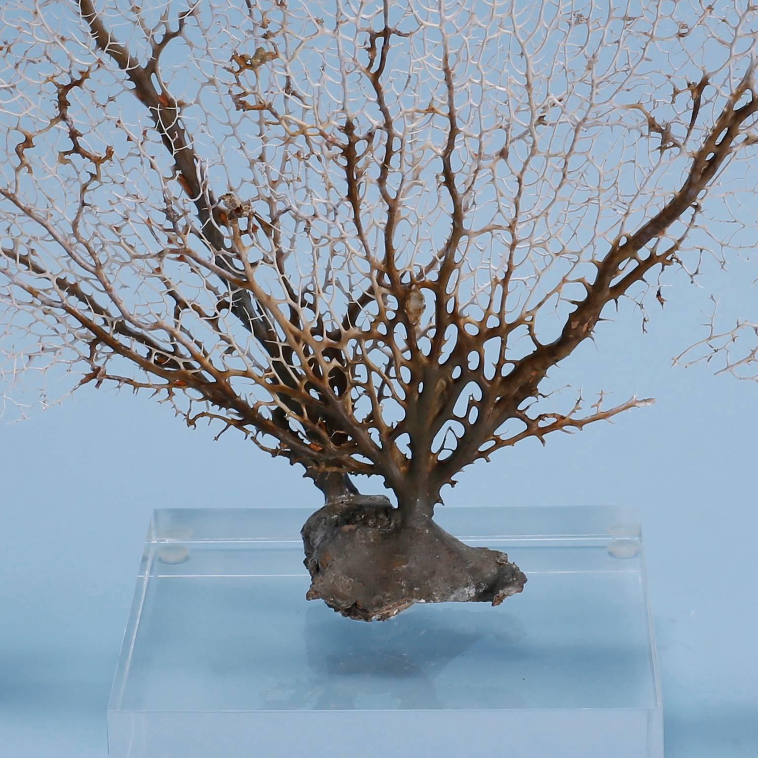 White Sea Fan on a Lucite Base In Excellent Condition In Palm Beach, FL