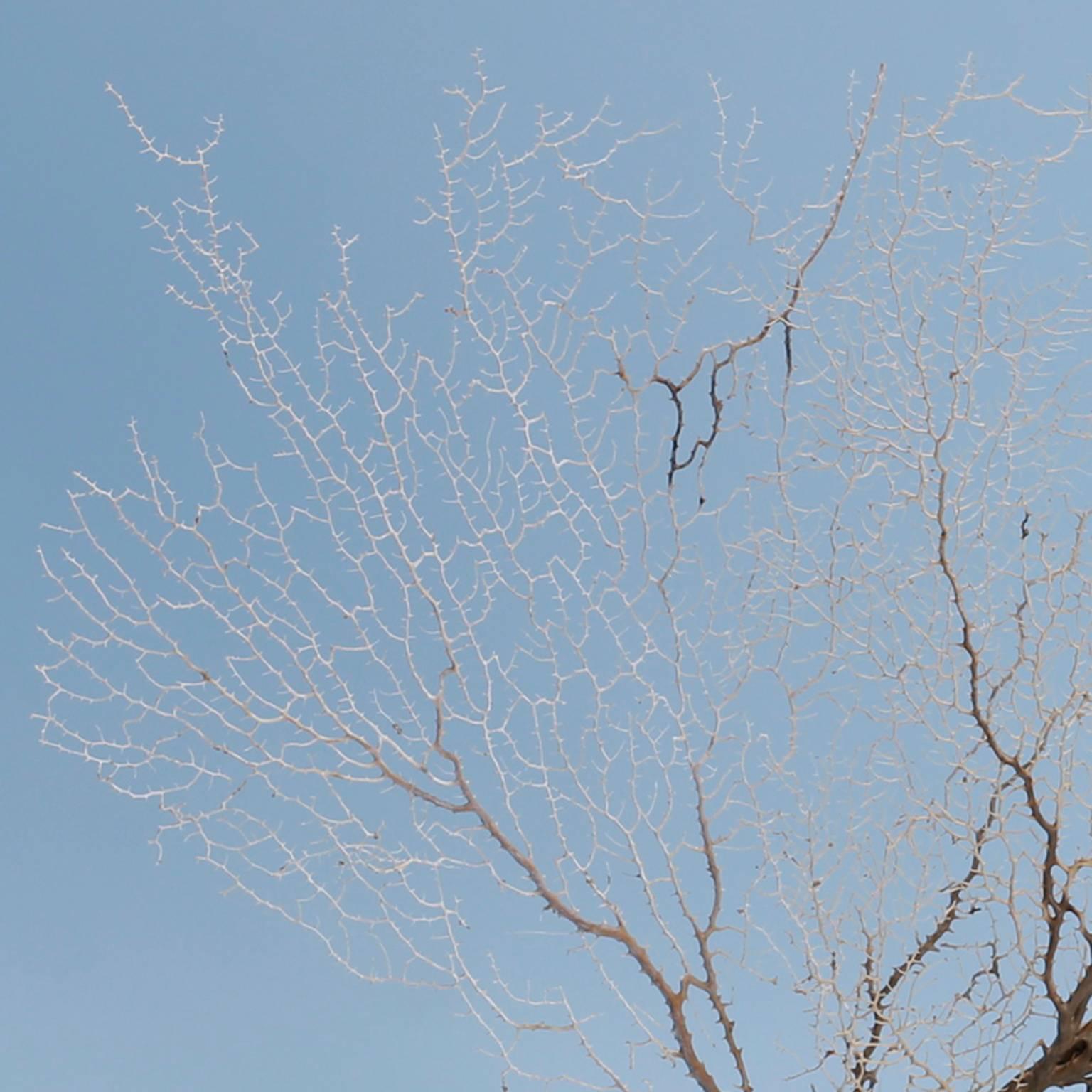 Solomon Islands Off-White Sea Fan Mounted on Lucite