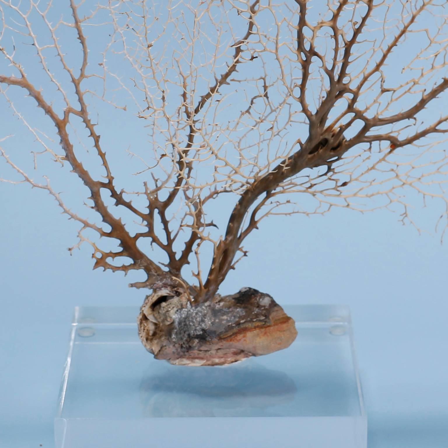 Contemporary Off-White Sea Fan Mounted on Lucite