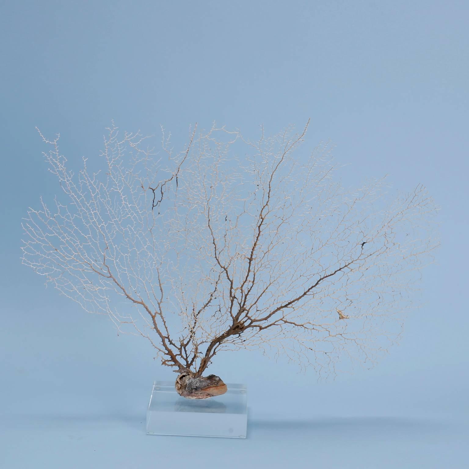 Organic Modern Off-White Sea Fan Mounted on Lucite